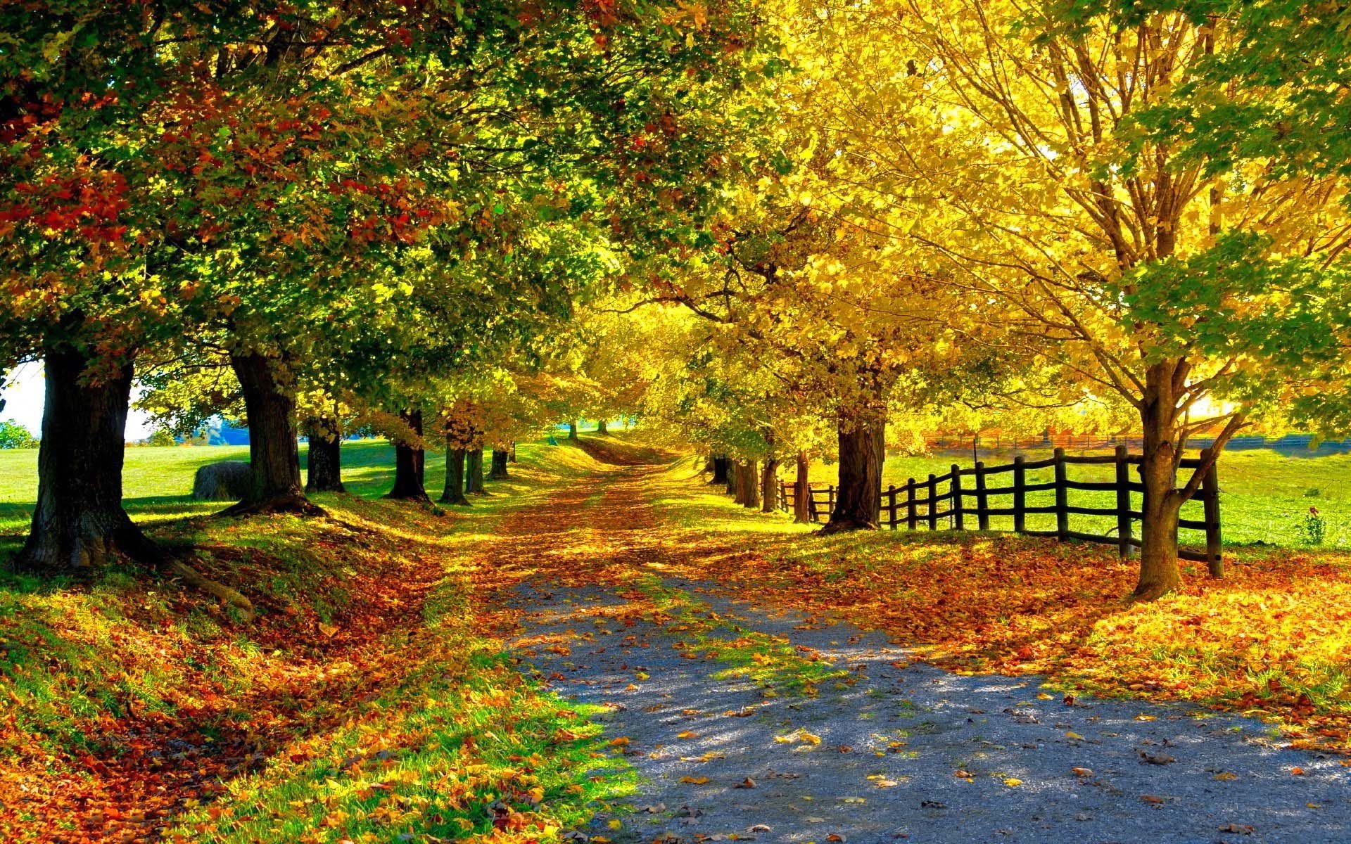 Color Of Autumn Country Road Fallen Autumn Leaves Trees With Yellow Green And Red Lily Denver Colorado HD Wallpaper 1920x1200, Wallpaper13.com