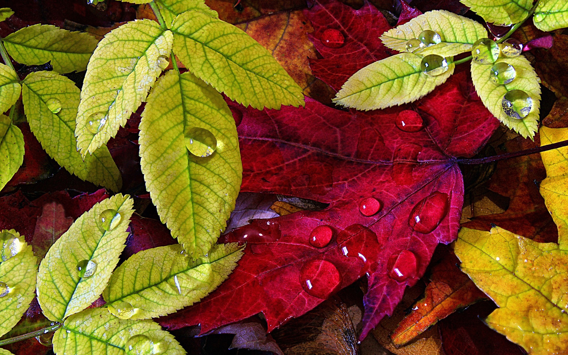 Wallpaper Autumn, green yellow leaves, water drops 1920x1200 HD Picture, Image