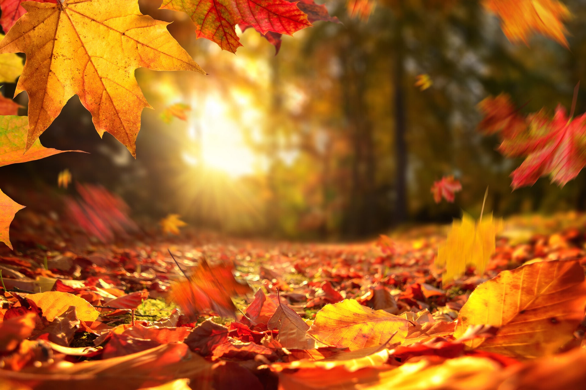 Autumn Leaves 4K Wallpapers - Wallpaper Cave