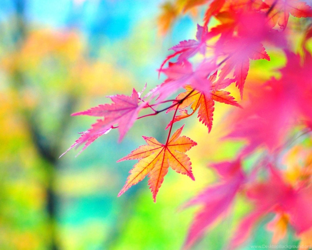 High Resolution Autumn Fall Leaves Wallpaper HD 16 Full Size. Desktop Background