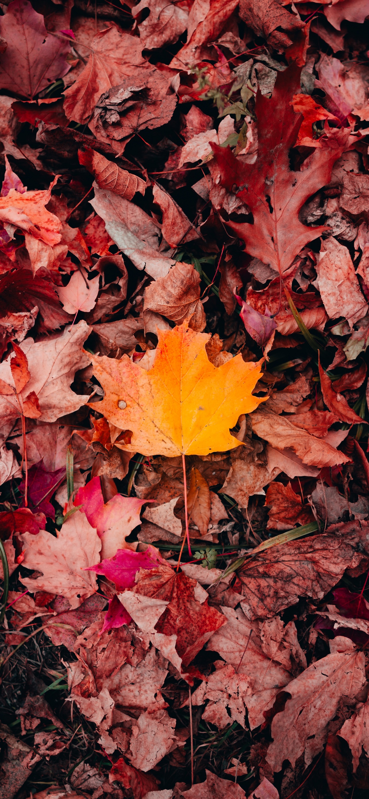 Maple leaves Wallpaper 4K, Autumn, Fallen Leaves, Leaf Background, 5K, Nature