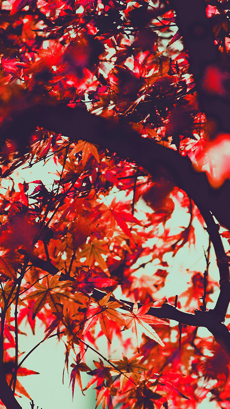 Fall Tree Leaf Autumn Nature Mountain Red Wallpaper