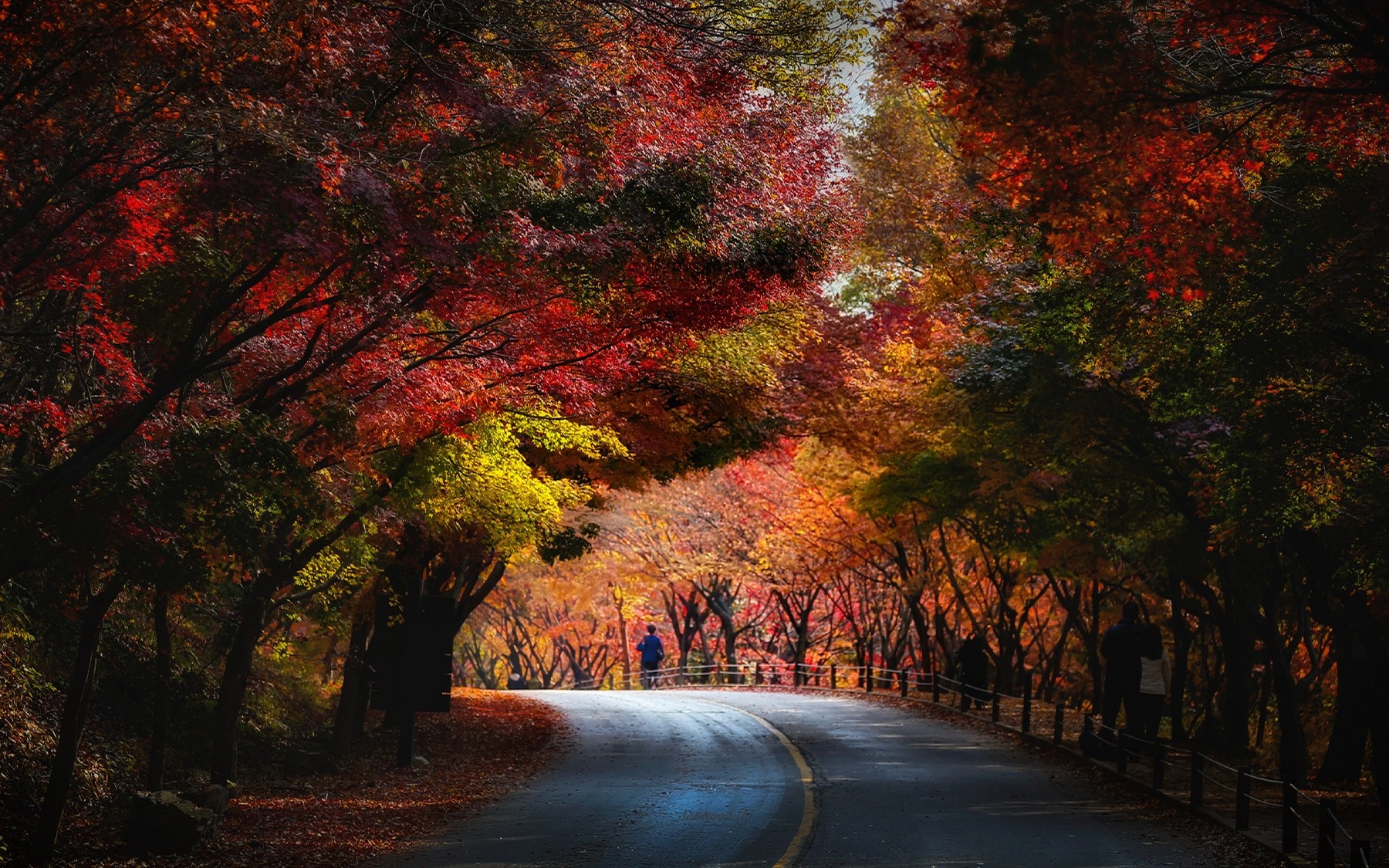 Wallpaper, sunlight, trees, landscape, forest, fall, leaves, people, nature, red, road, branch, green, yellow, blue, evening, morning, tunnel, tree, autumn, leaf, flower, season, woodland, computer wallpaper, woody plant 1800x1125