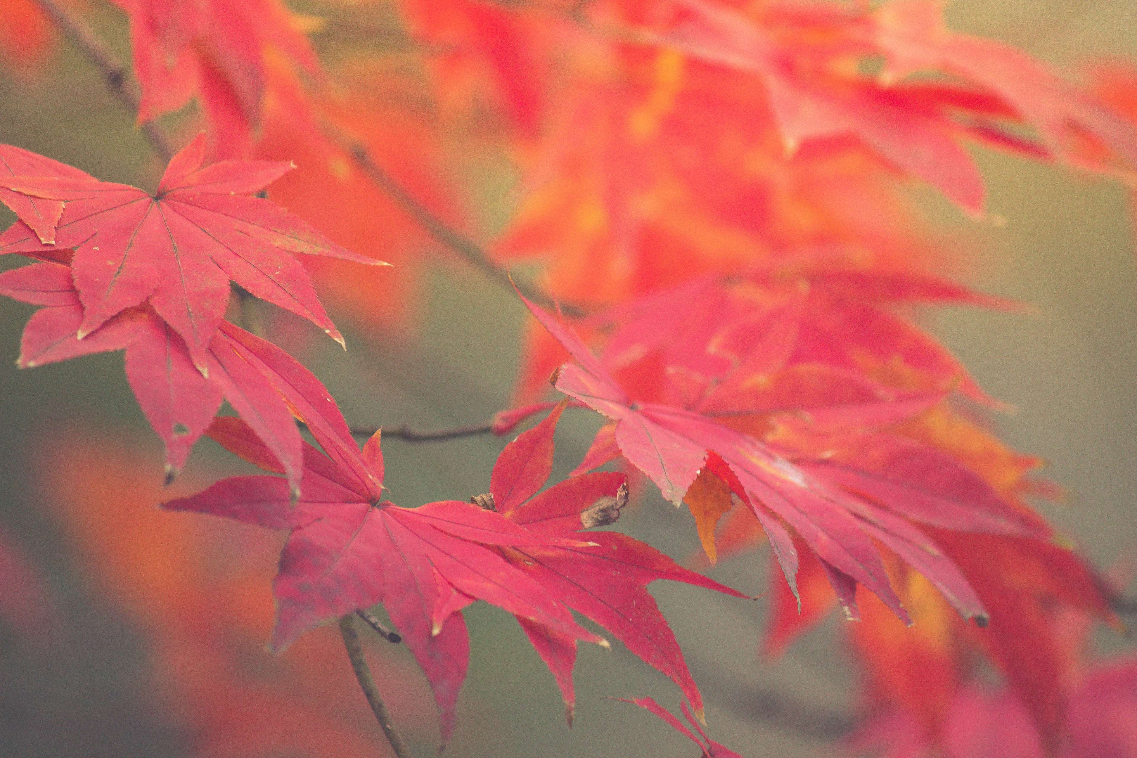 fall leaves HD wallpaper, background