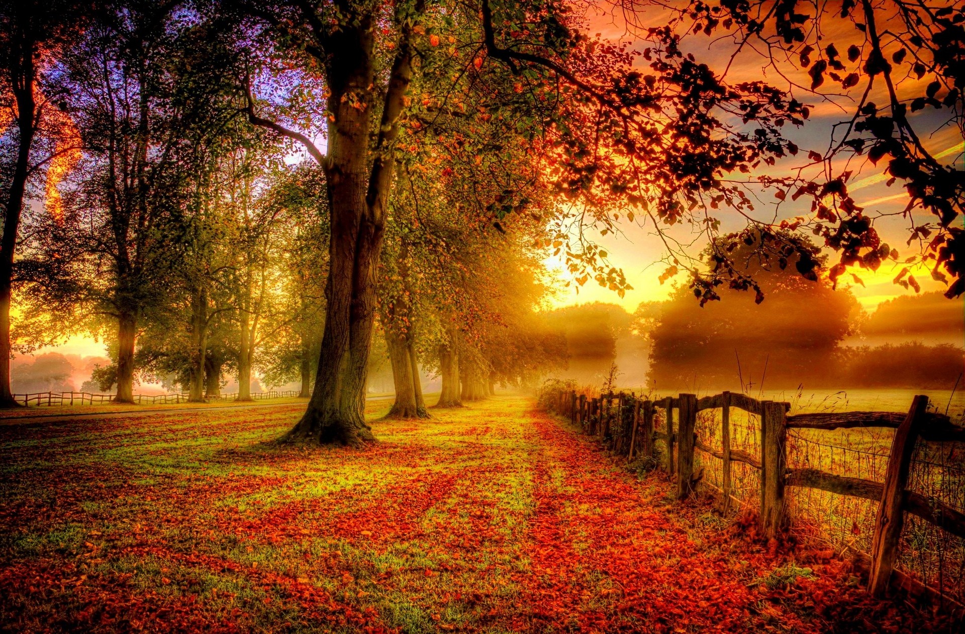 Wallpaper, sunlight, trees, landscape, forest, fall, sunset, nature, red, field, clouds, branch, sunrise, green, yellow, evening, morning, mist, fence, tree, autumn, leaf, flower, dawn, season, woodland, computer wallpaper, woody plant 1920x1261