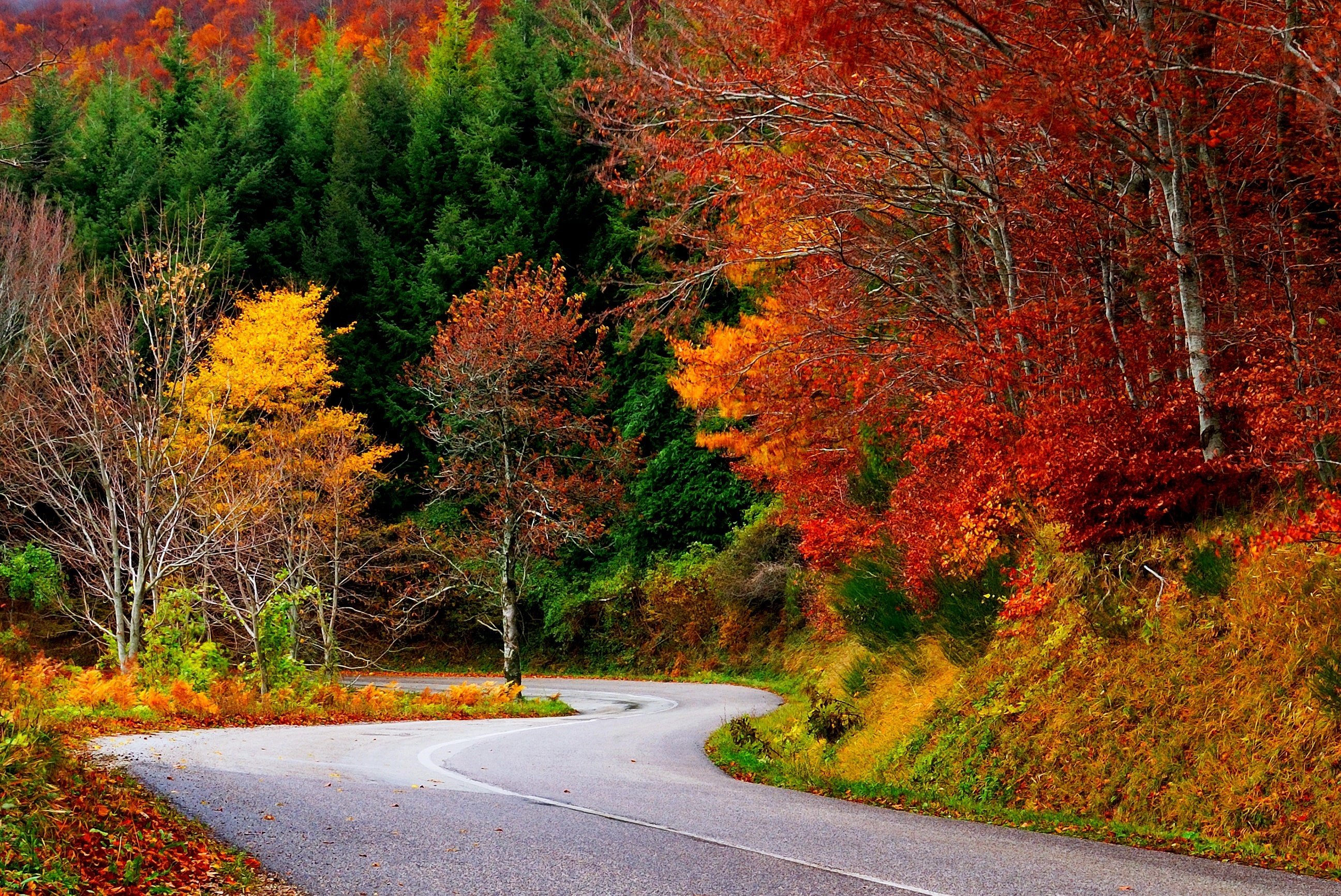 Path Forest Autumn Fall Road Leaves Trees Colorful Nature Background HD HD Wallpaper