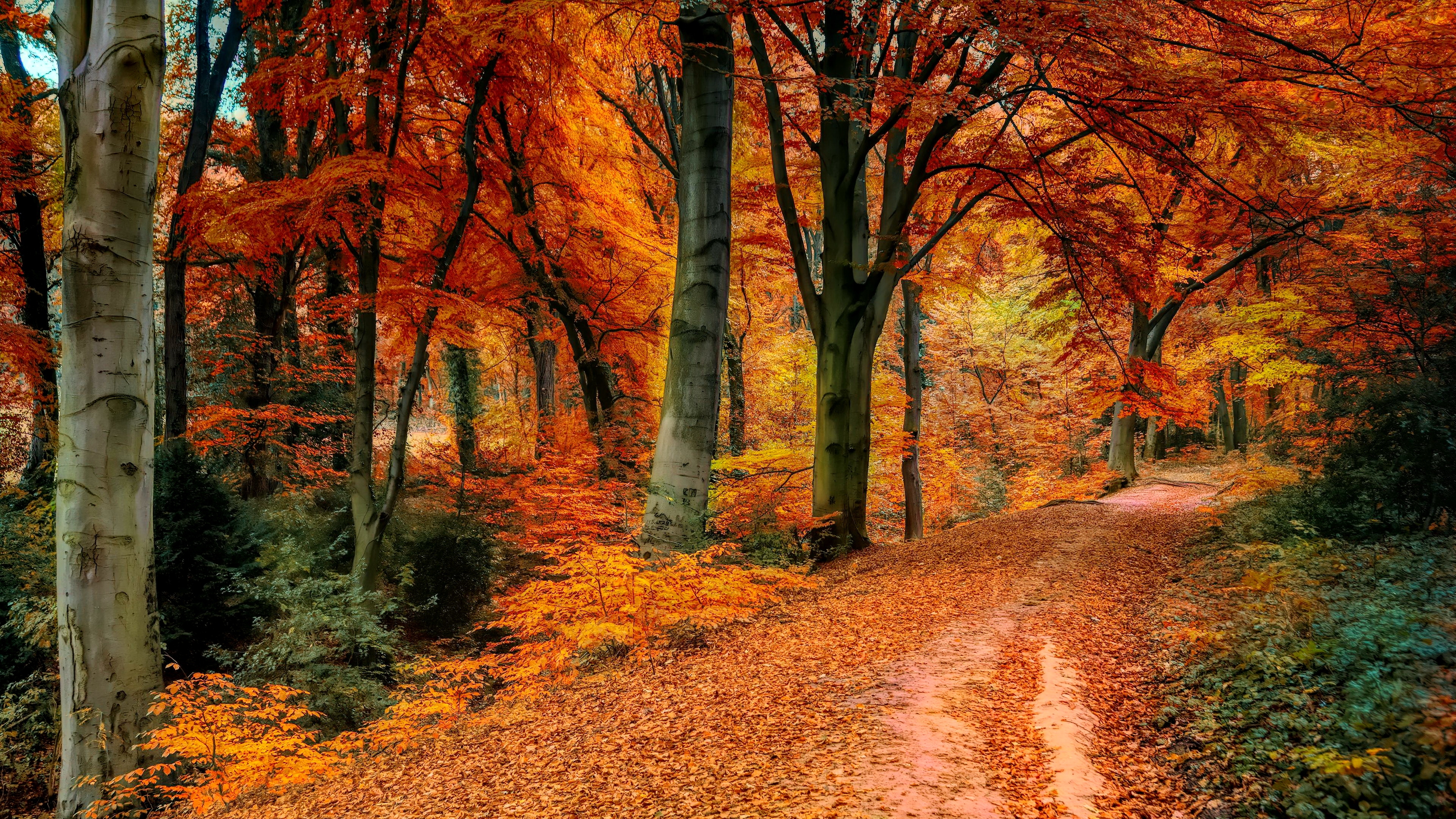 autumn, path, colors, beautiful, walk, foliage, forest, fall, trees, leaves