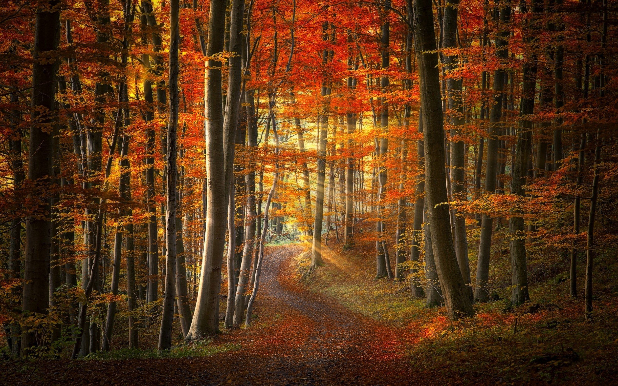 Wallpaper, 2500x1563 px, colorful, fall, forest, landscape, leaves, nature, path, road, sun rays, sunlight, sunrise, trees 2500x1563