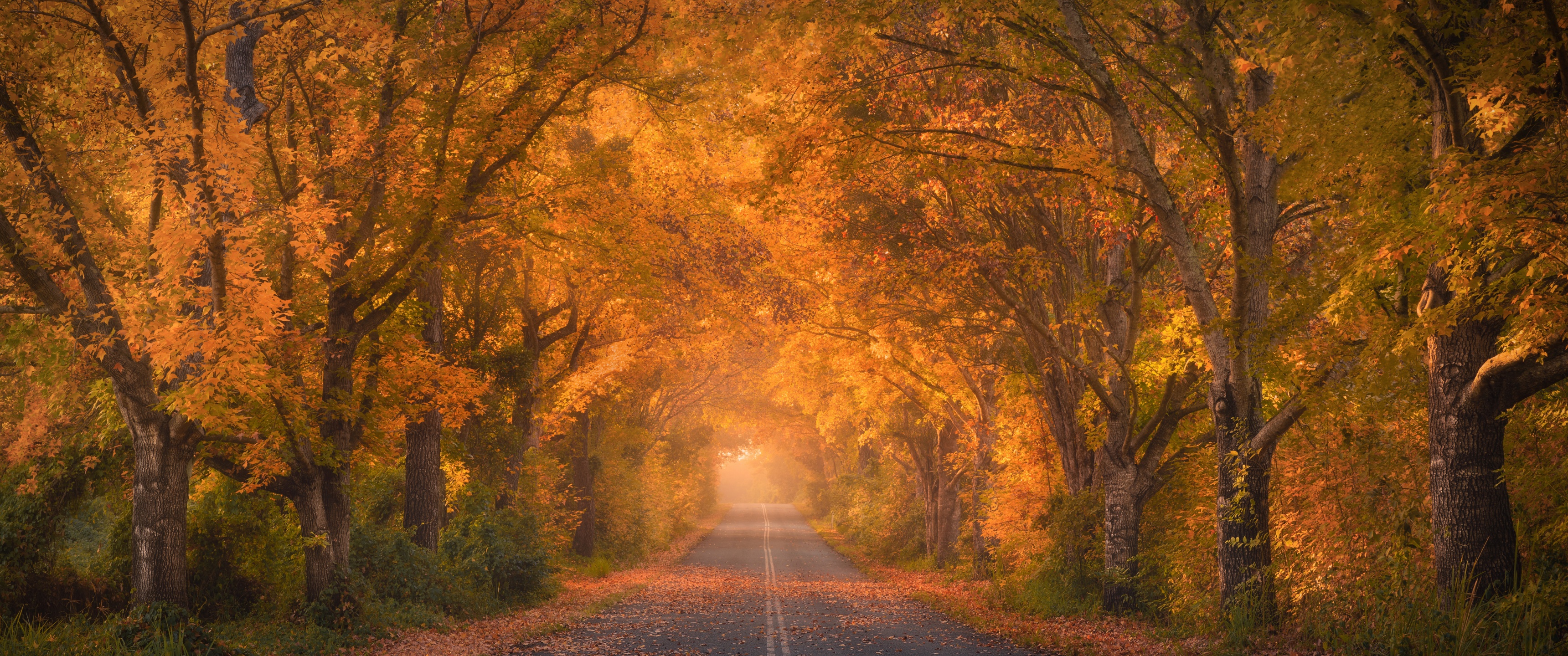 Autumn trees Wallpaper 4K, Road, Autumn colors, Fall Foliage, Tarmac, 5K, Nature