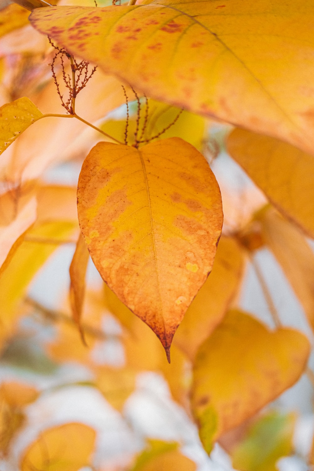 Yellow Leaves Picture. Download Free Image