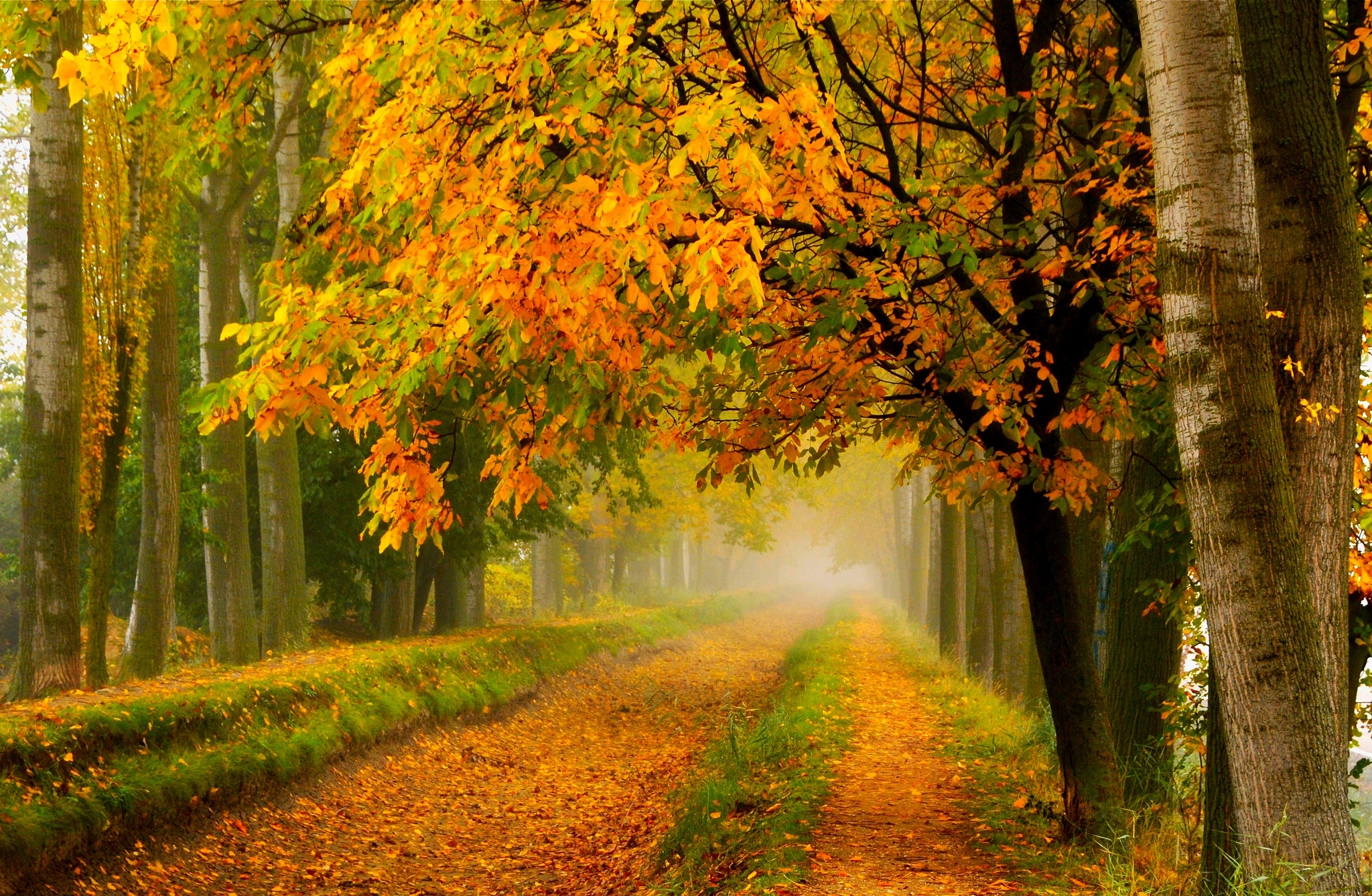 Fall colors walk leaves autumn nature trees road forest park wallpaperx1337