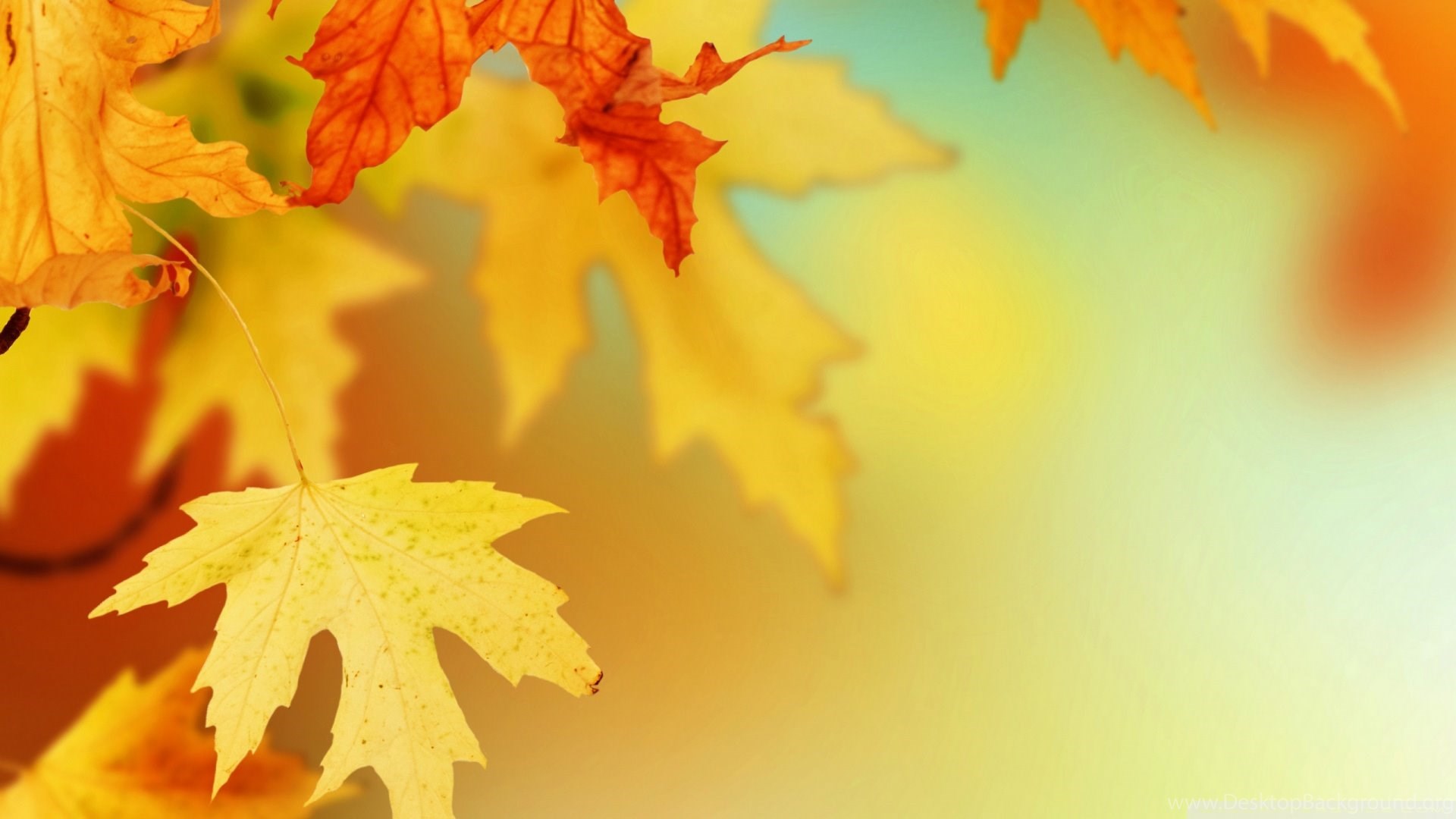 Download Yellow Autumn Leaves Macro Wallpaper 1920x1080. Desktop Background