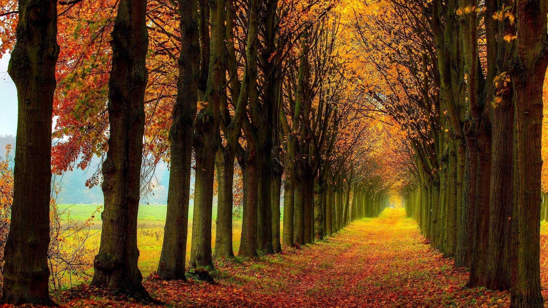 1920x1080 nature, field, colors, trees, colorful, forest, fall, walk, road, leaves, autumn, path