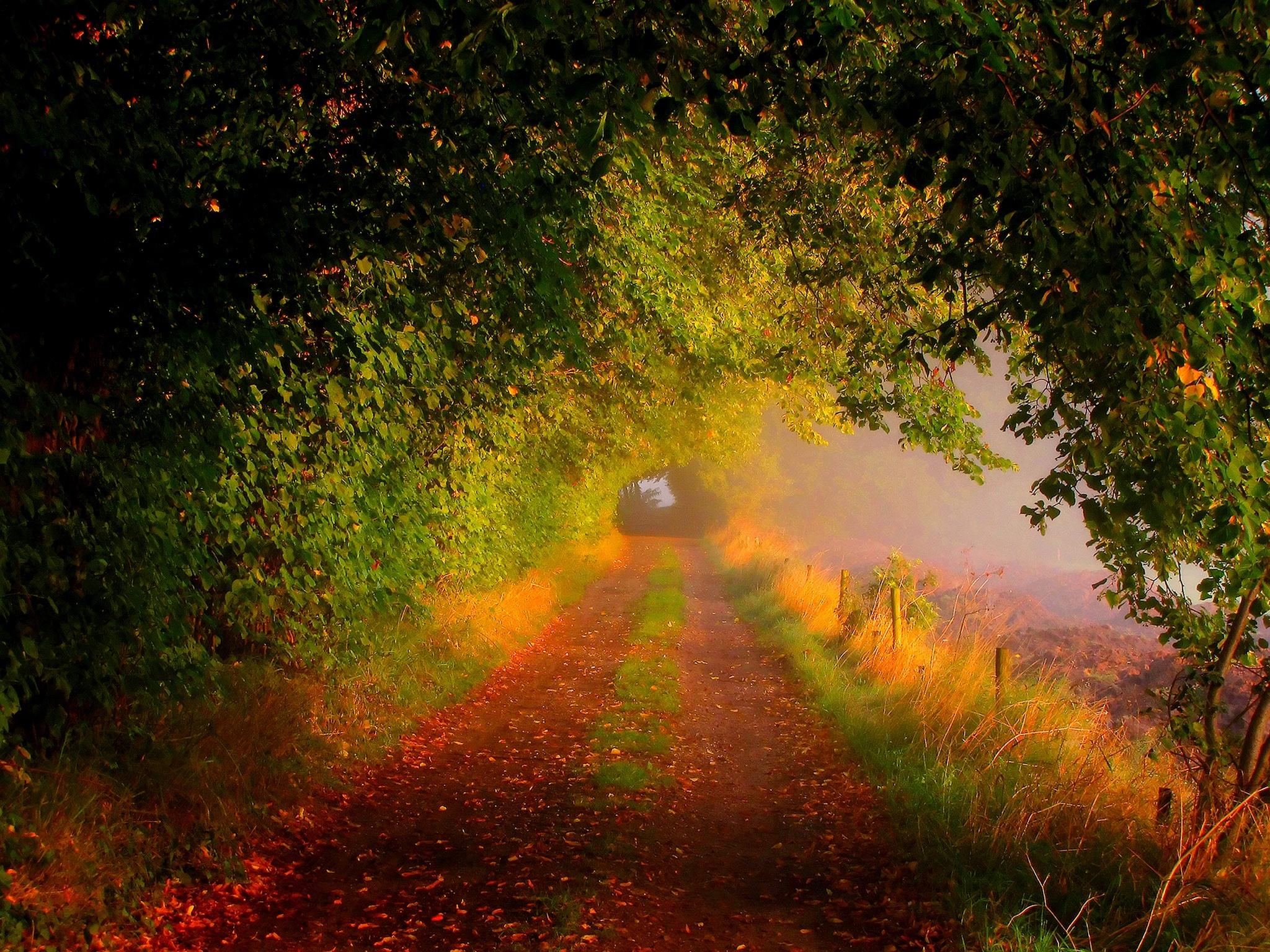 Path through Forest in Autumn HD Wallpaper