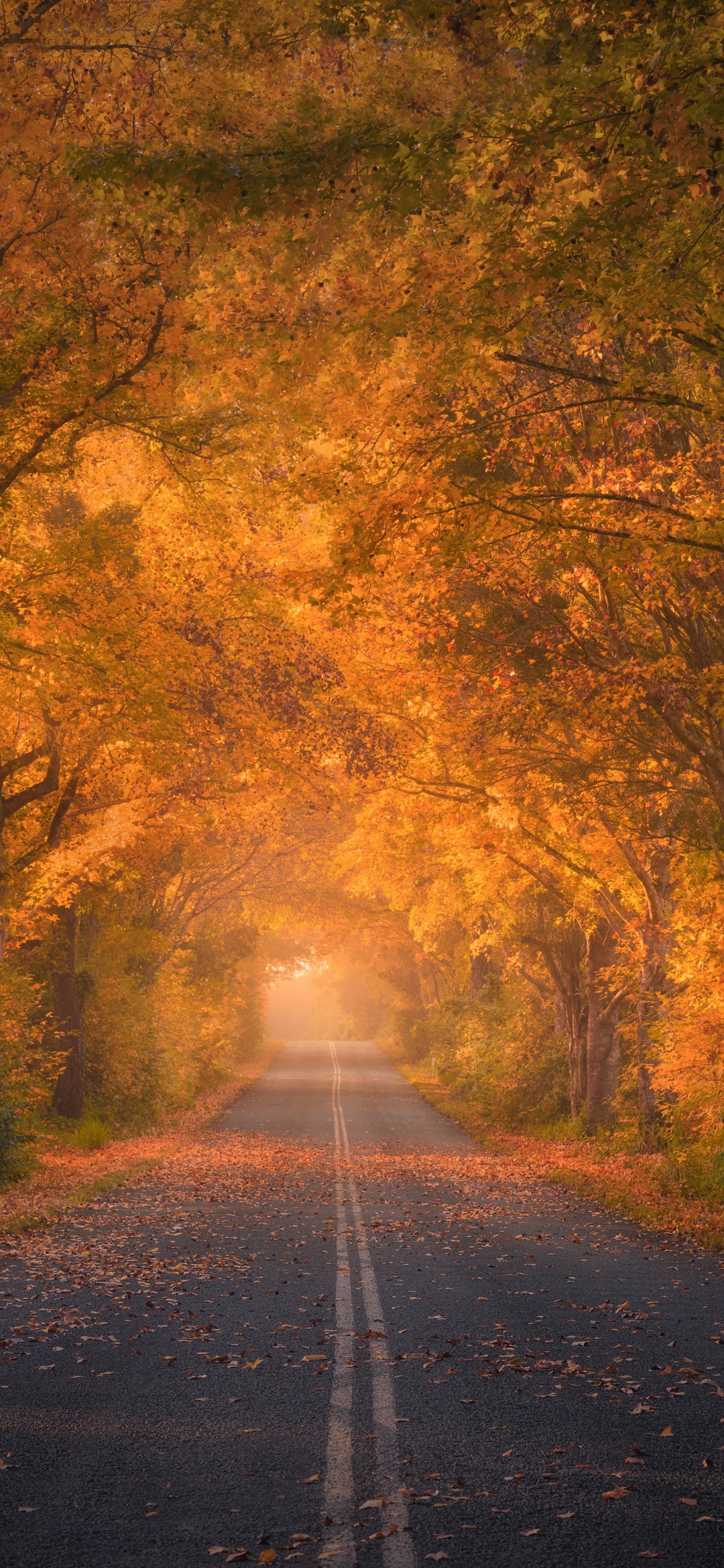 Autumn trees Wallpaper 4K, Road, Autumn colors, Fall Foliage, Tarmac, 5K, Nature