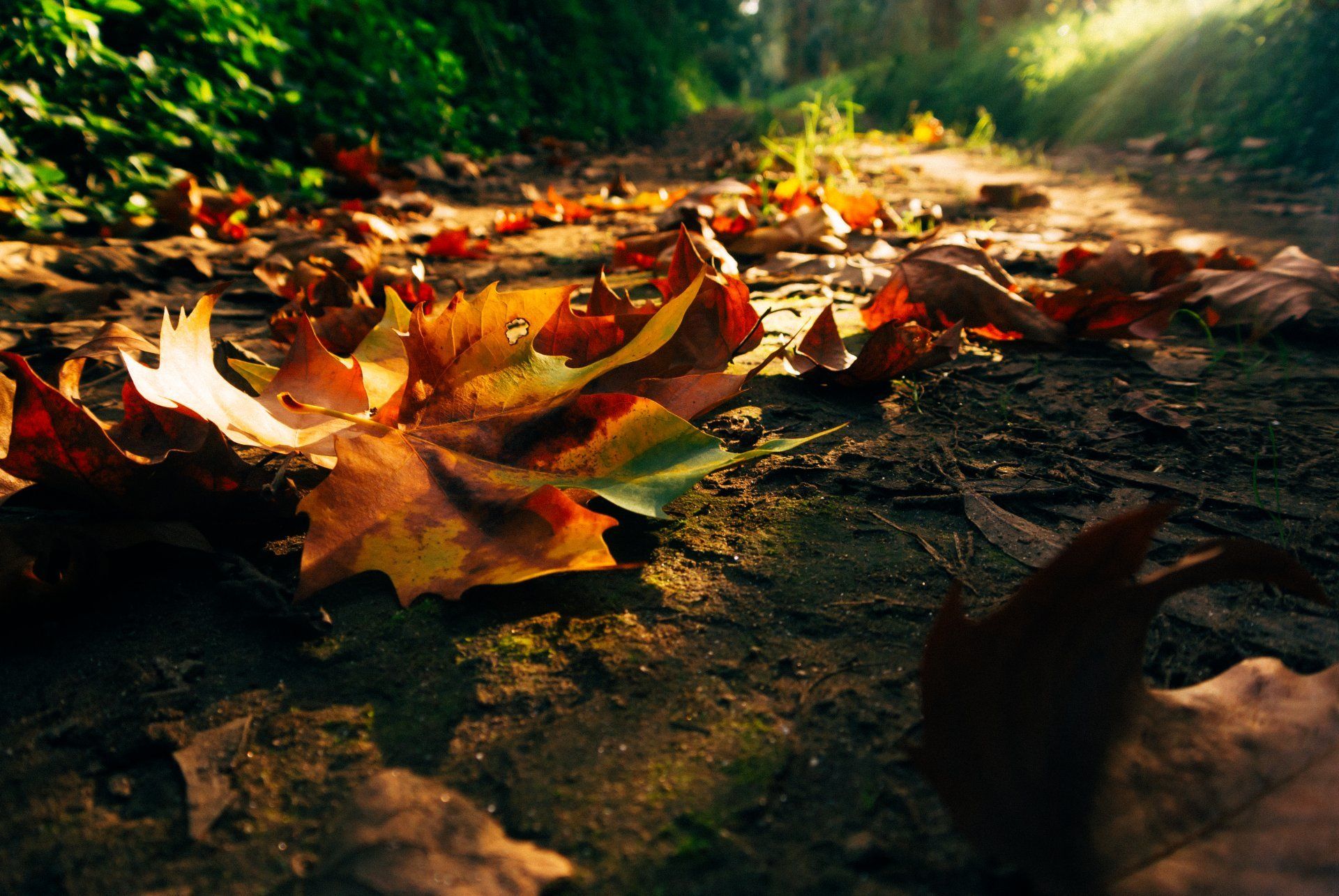 nature sunset sunrise forest park trees leaves colorful road path autumn fall colors walk leaves autumn nature tree road forest park sunset sunrise HD wallpaper