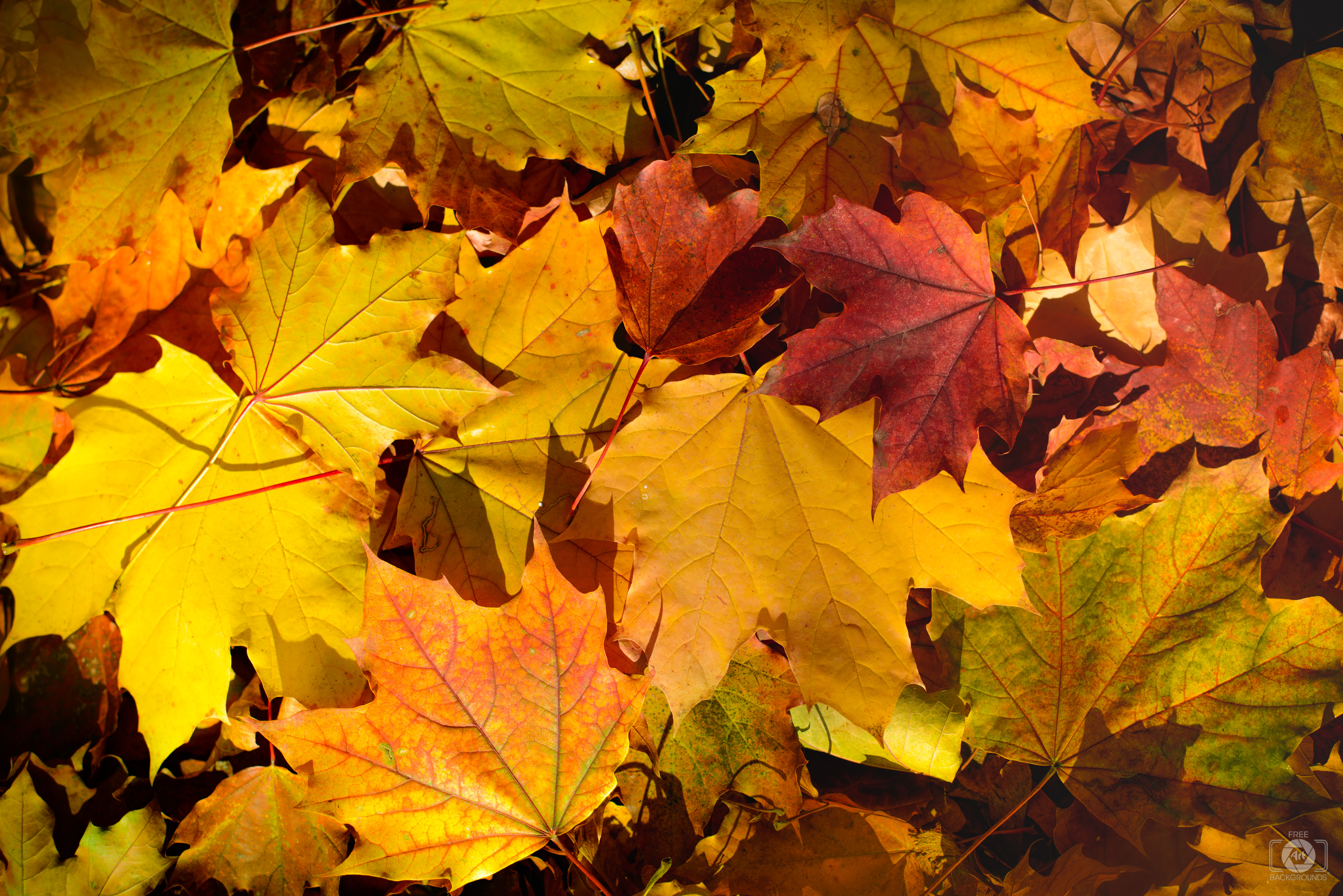 Yellow Orange Autumn Leaves Background Quality Free Background