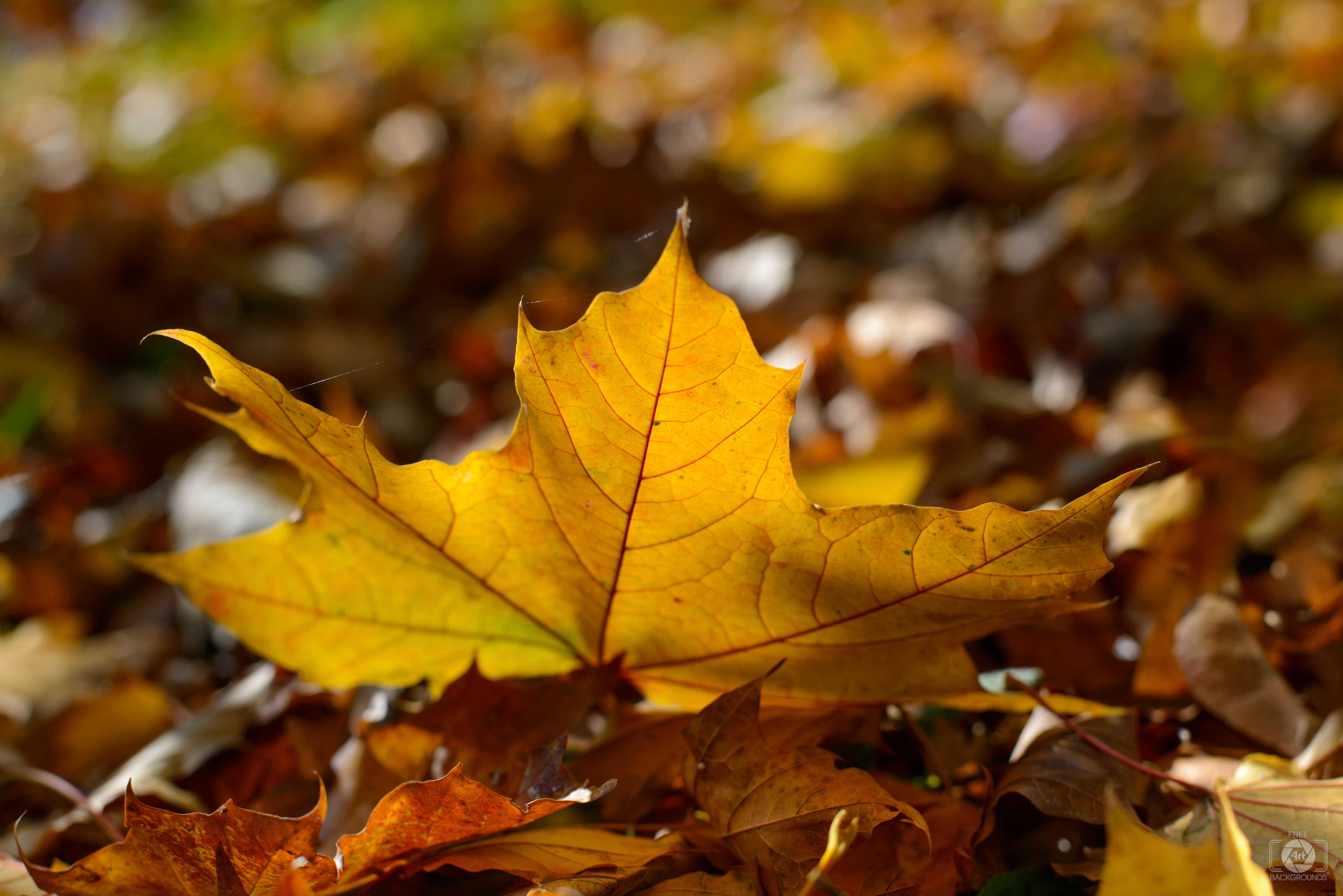 Yellow Autumn Leaf Background Quality Free Background