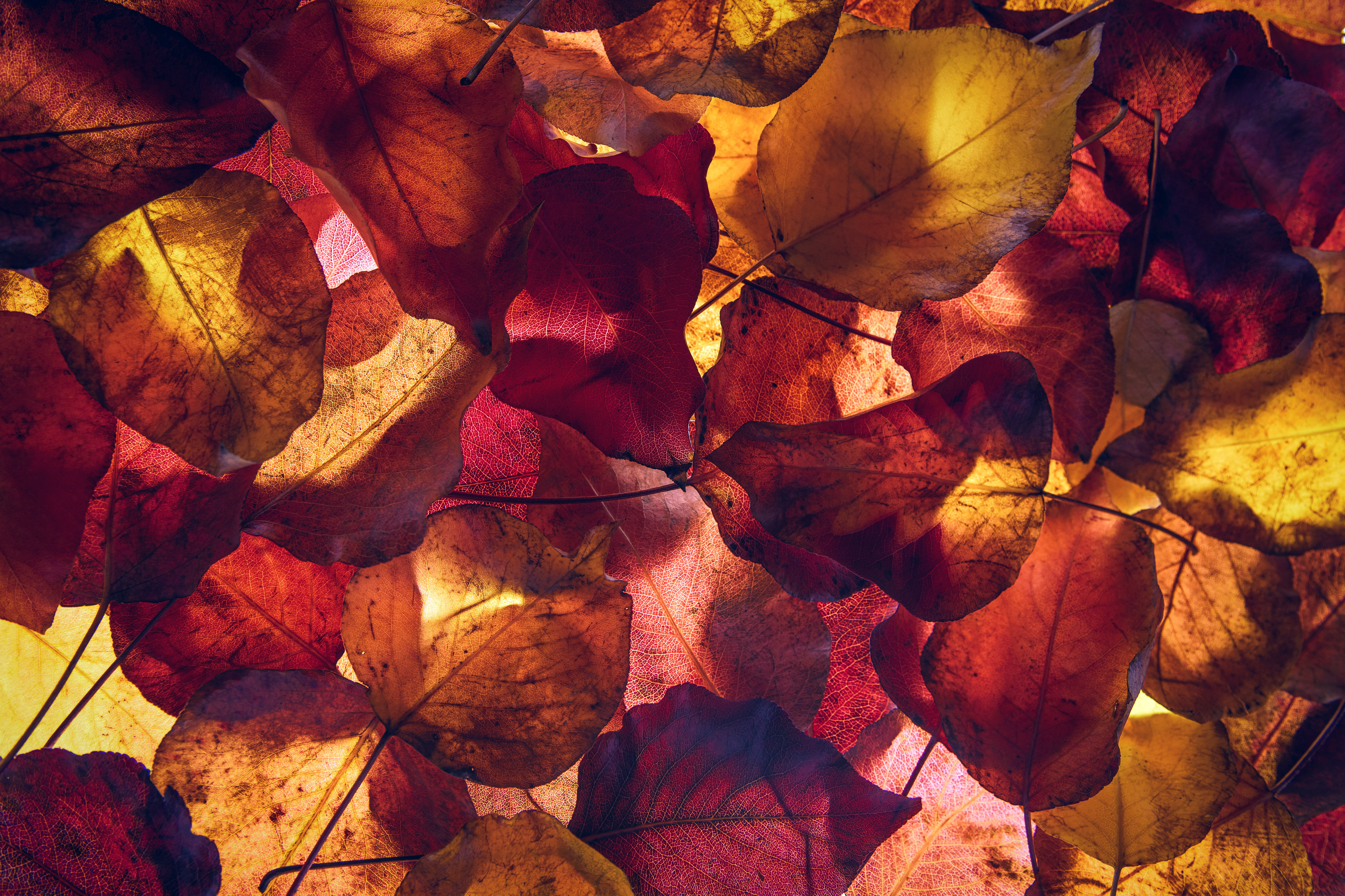 Maple leaves Wallpaper 4K, Autumn leaves, Foliage, Yellow leaves, Nature