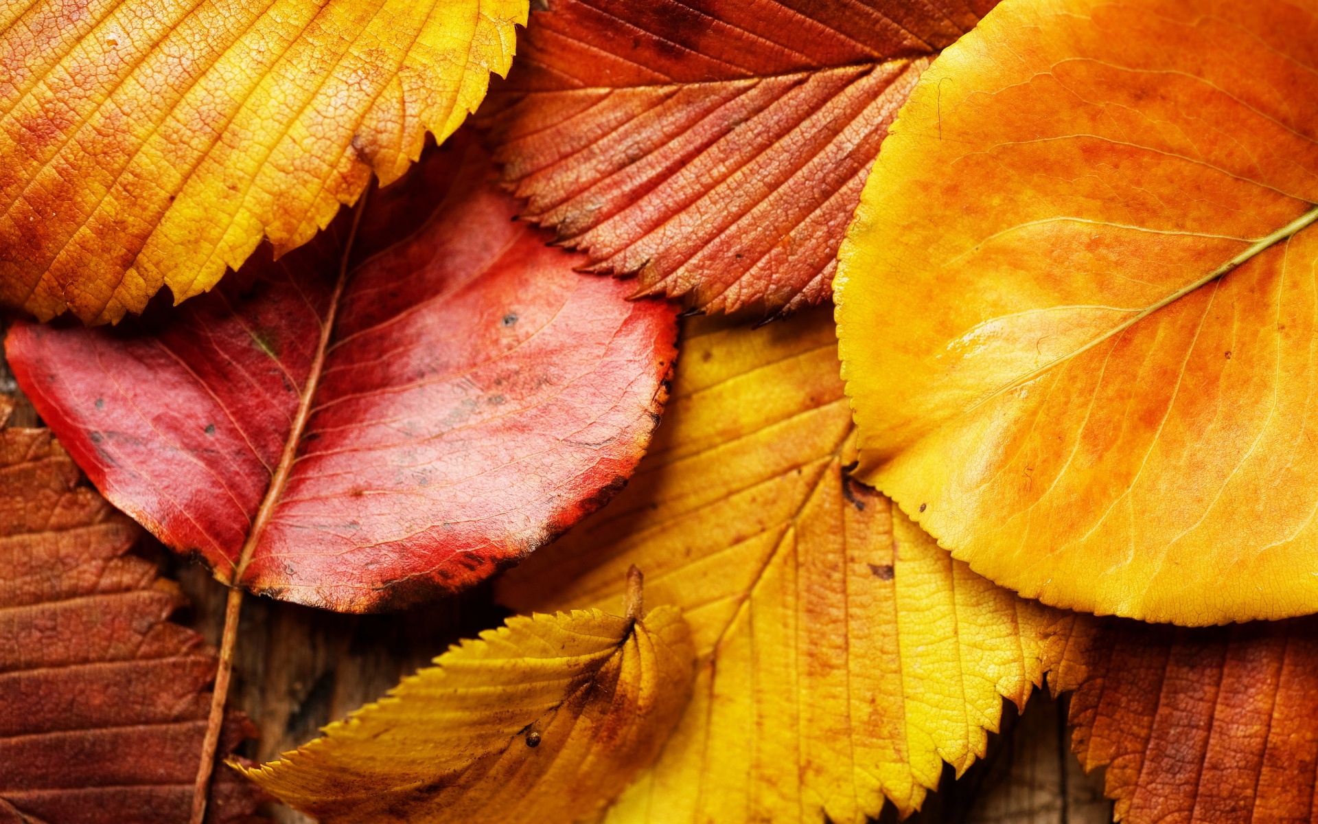 Free download Autumn Leaves Background Wallpaper High Definition High Quality [1920x1200] for your Desktop, Mobile & Tablet. Explore Autumn Leaves Wallpaper. Fall Leaves Wallpaper, Fall Leaves HD Wallpaper, Autumn