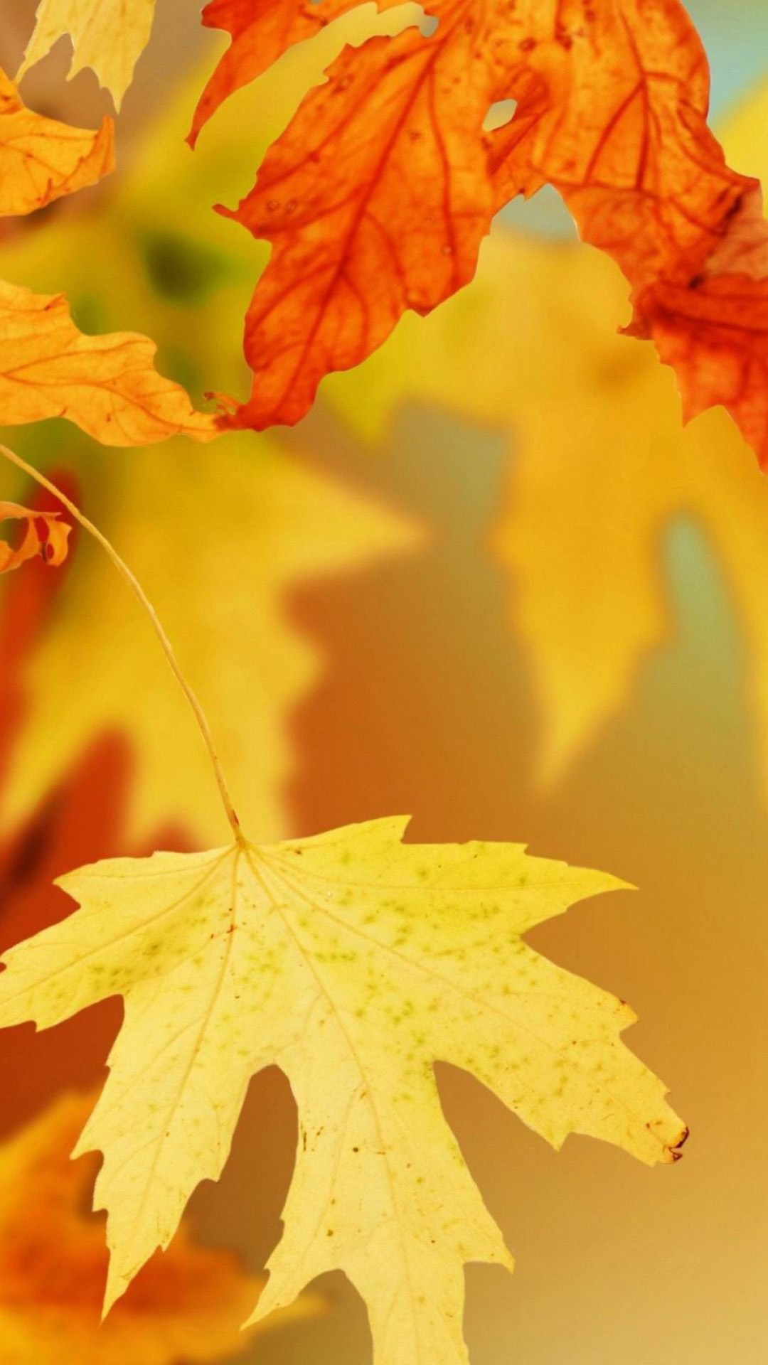 Wallpaper of the week: autumn