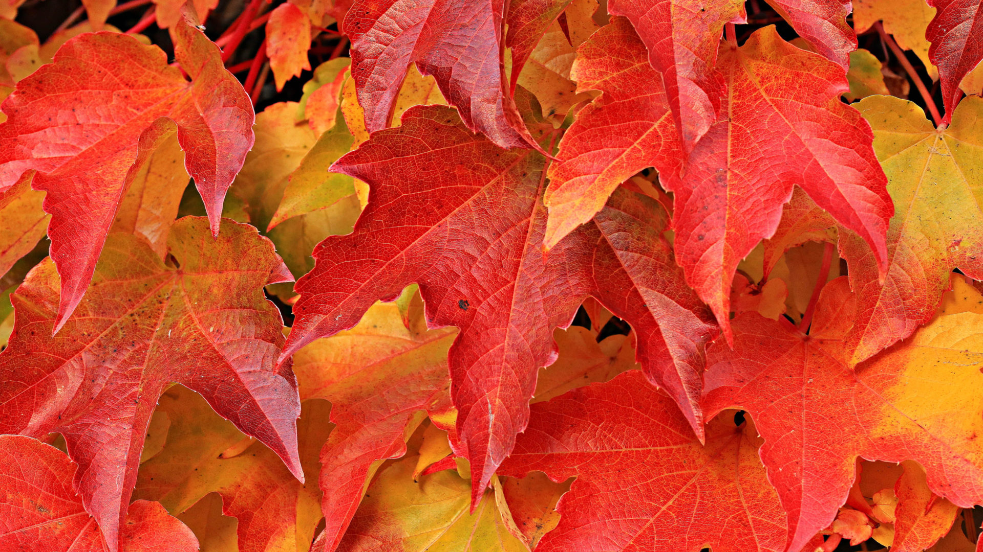 Autumn Leaves Autumn Leaves Red And Yellow Leaves Wallpaper HD 3840x2400, Wallpaper13.com