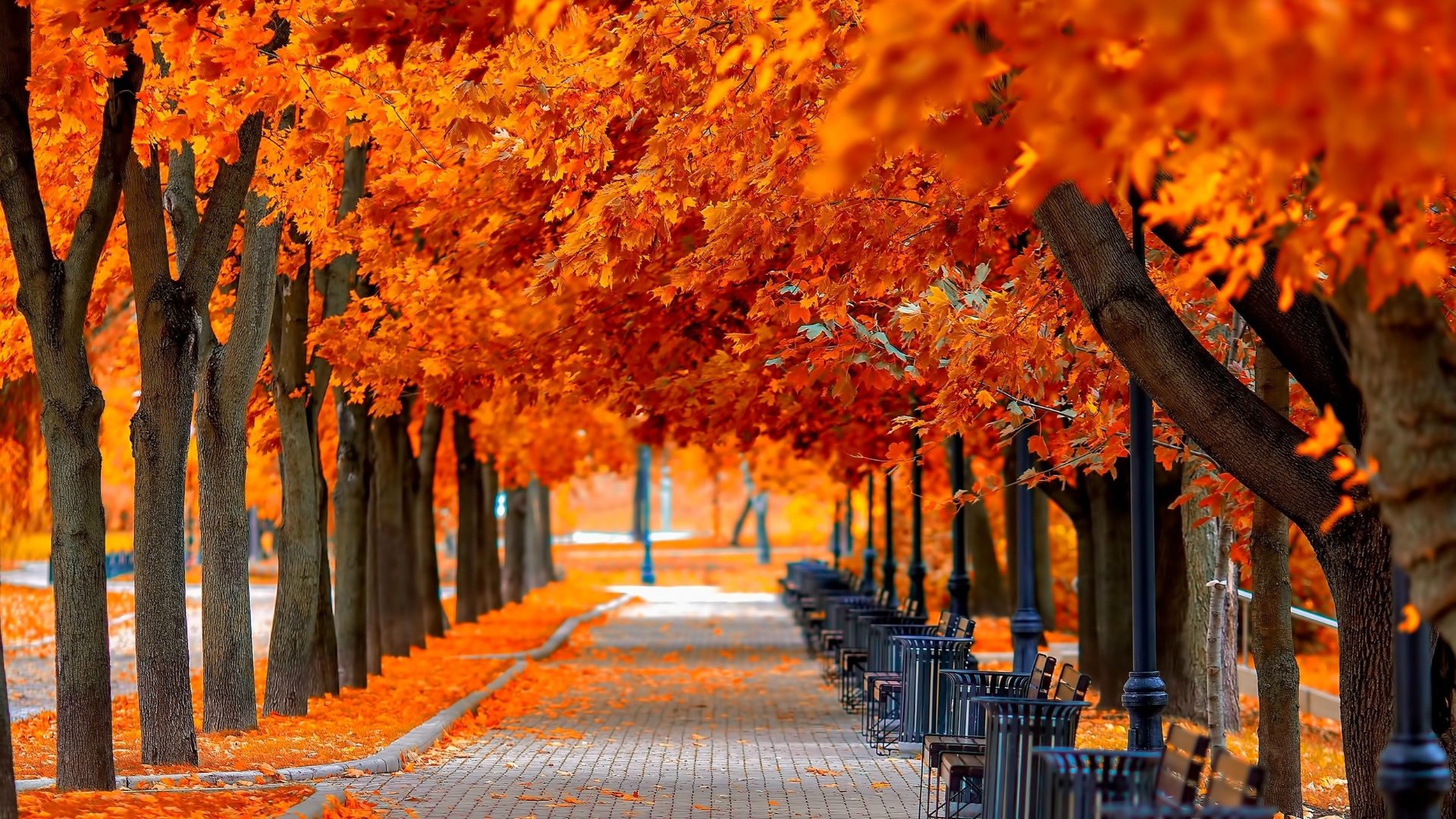 pathway, ye, trees, autumn, yellow leaves