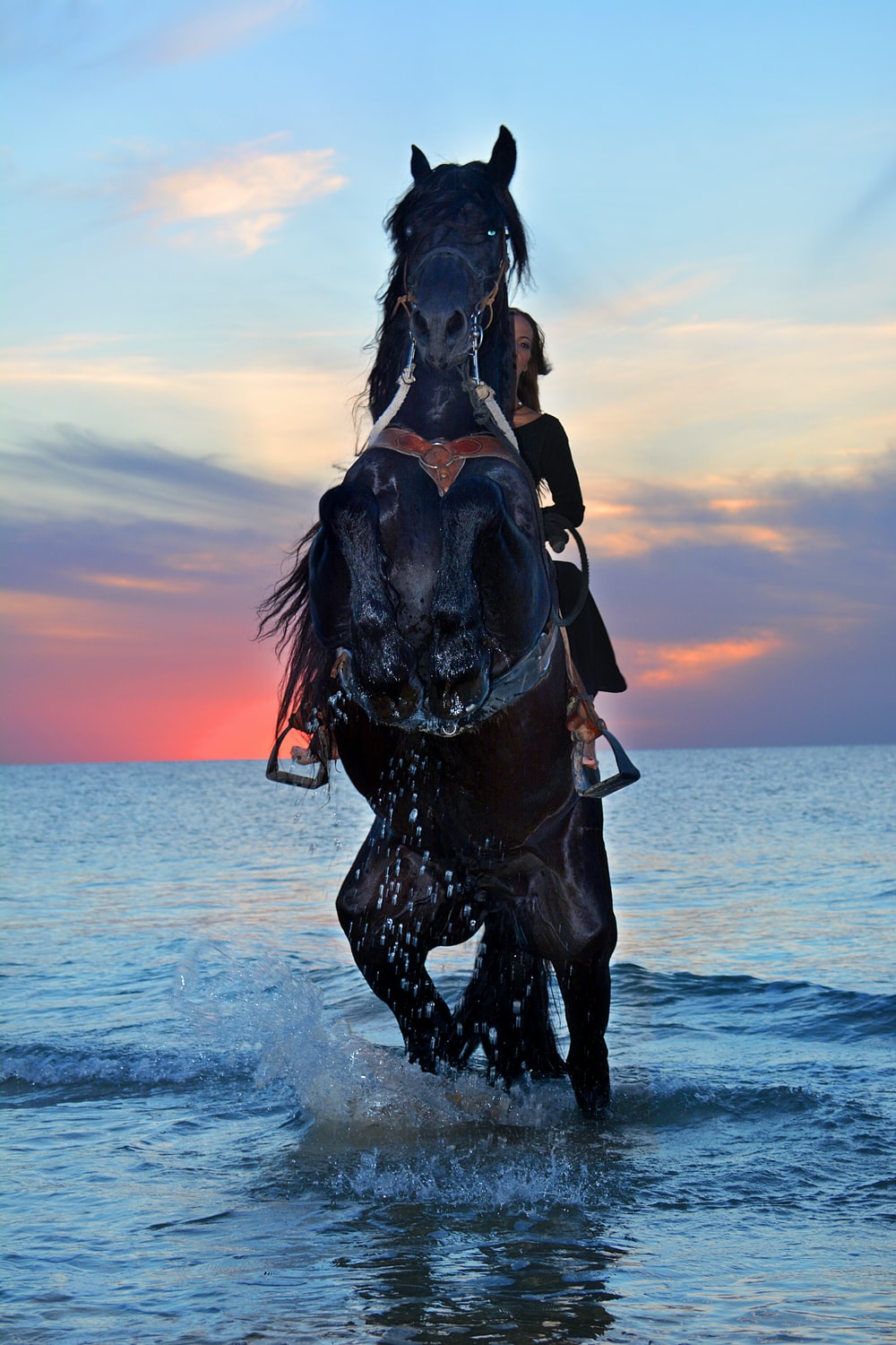 Black Horse Picture [HD]. Download Free Image