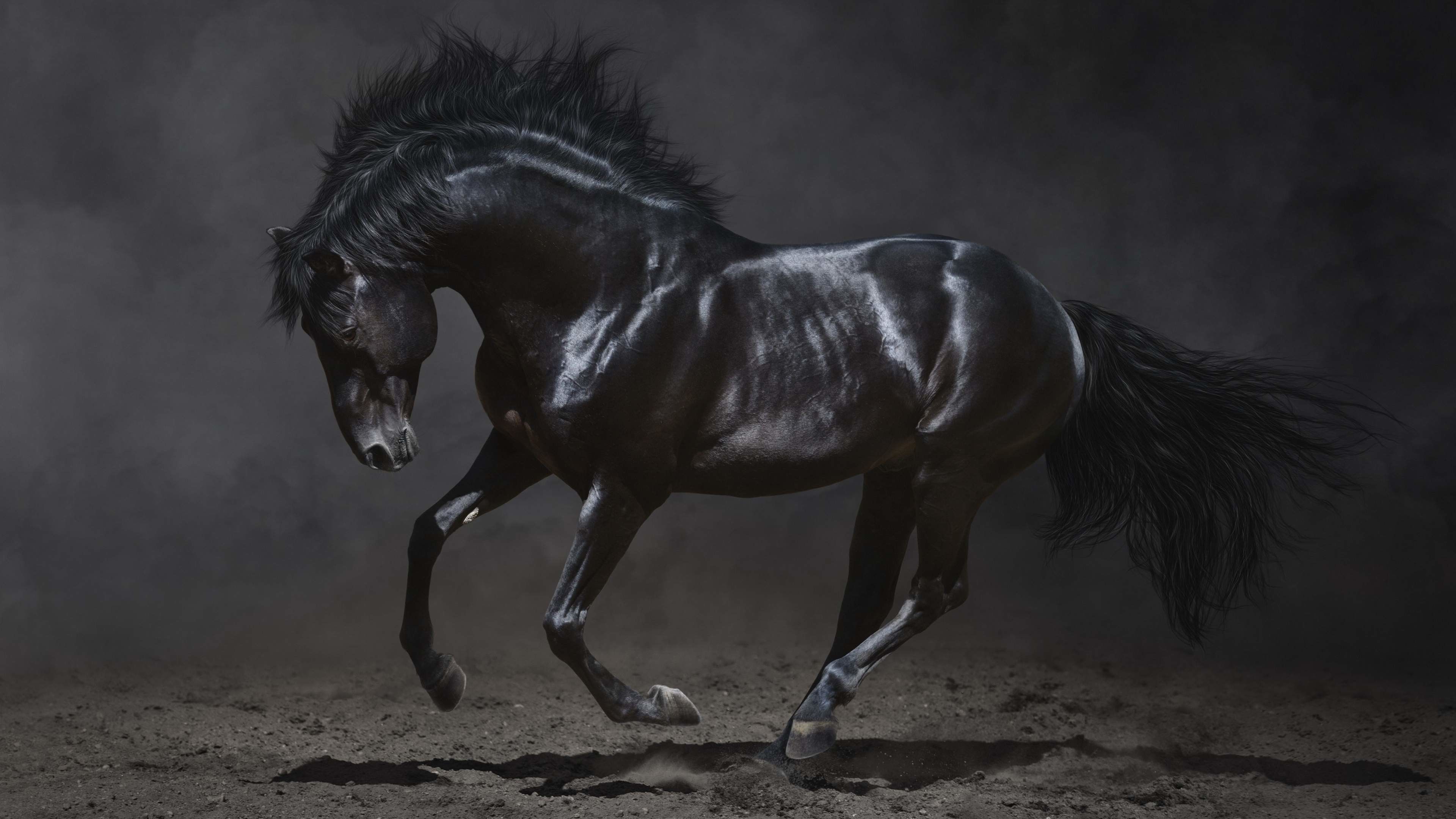 Black Horse Wallpaper Free Black Horse Background