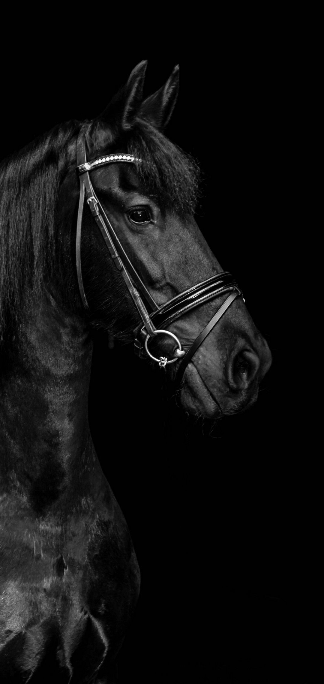 Black horse wallpaper. Horse wallpaper, Horses, Black horse