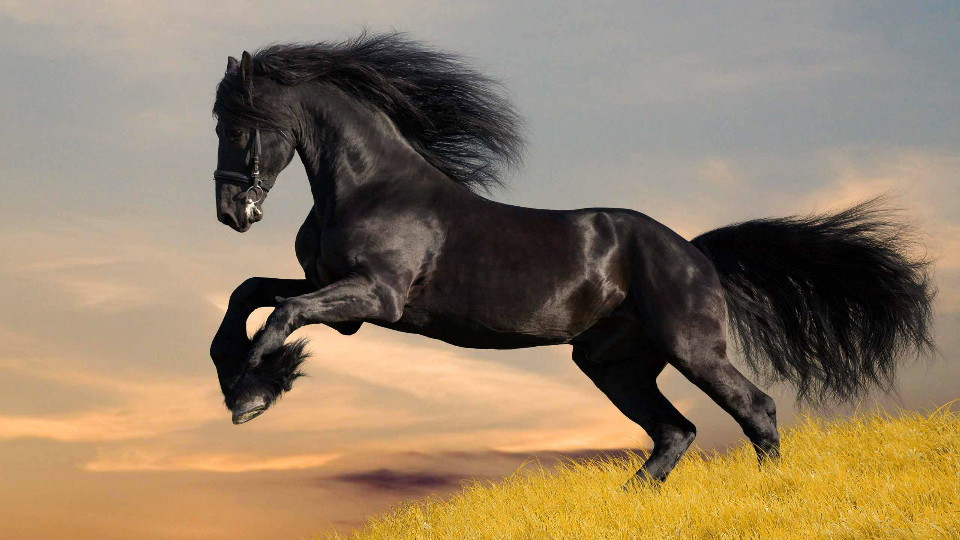 Black Horses Wallpaper Collection Download Â