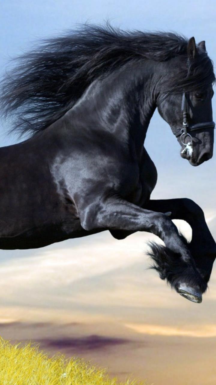 black horse wallpaper HD Mobile, Desktop Wallpaper