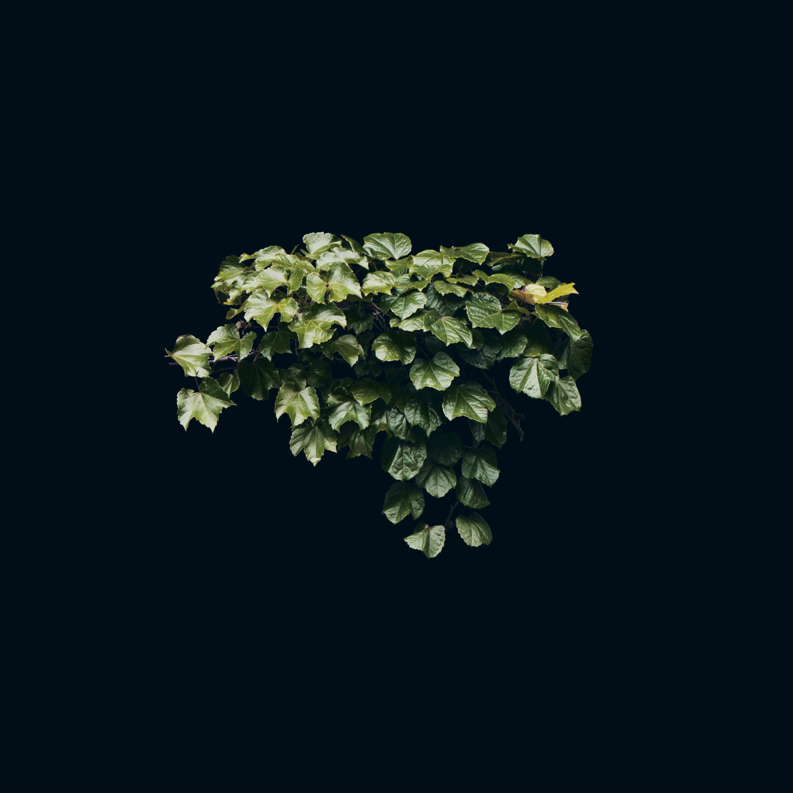 Truevine Dark Nature Green Flower Leaf Minimal Wallpaper