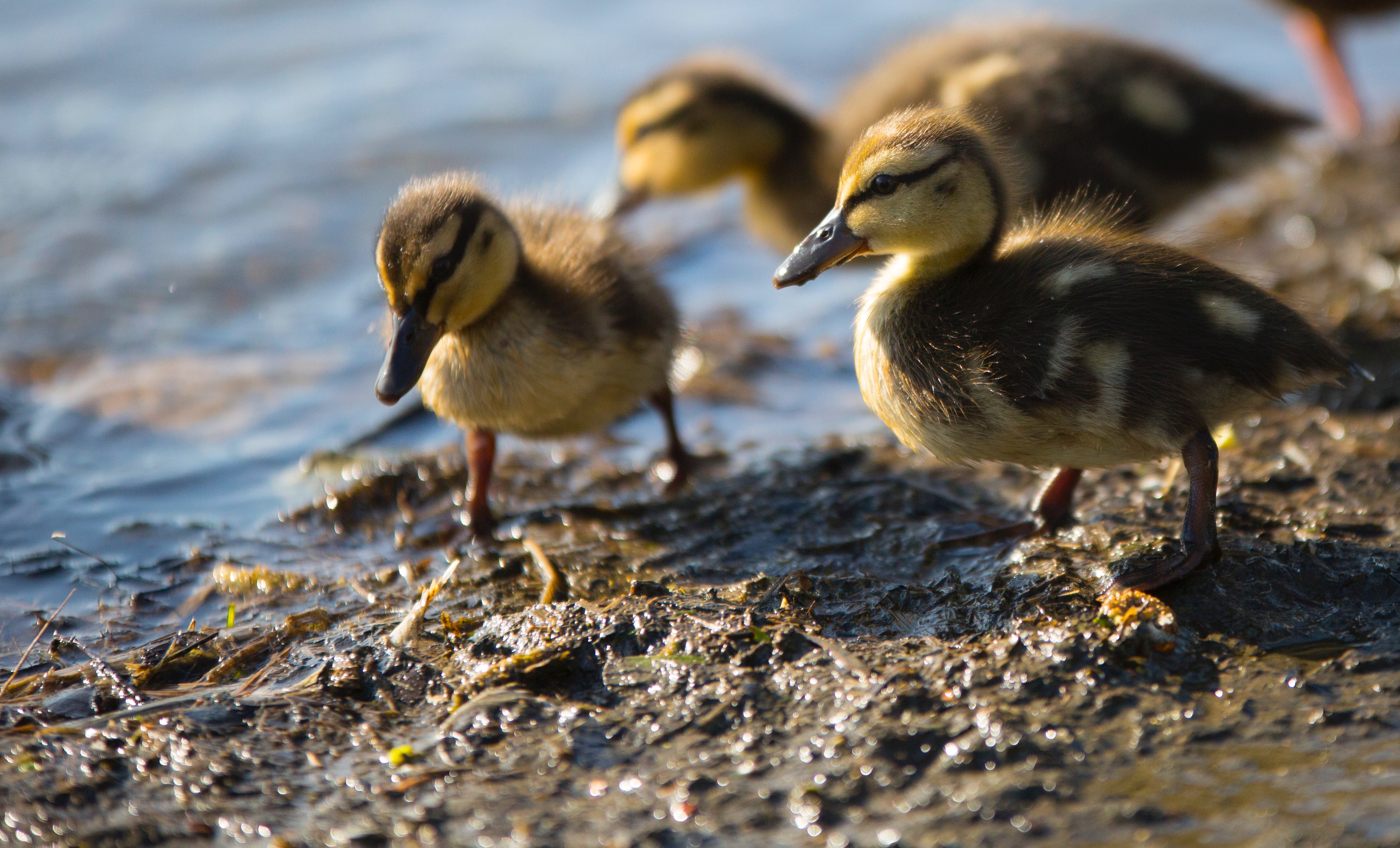 Small ducks walking on wet shore near river · Free