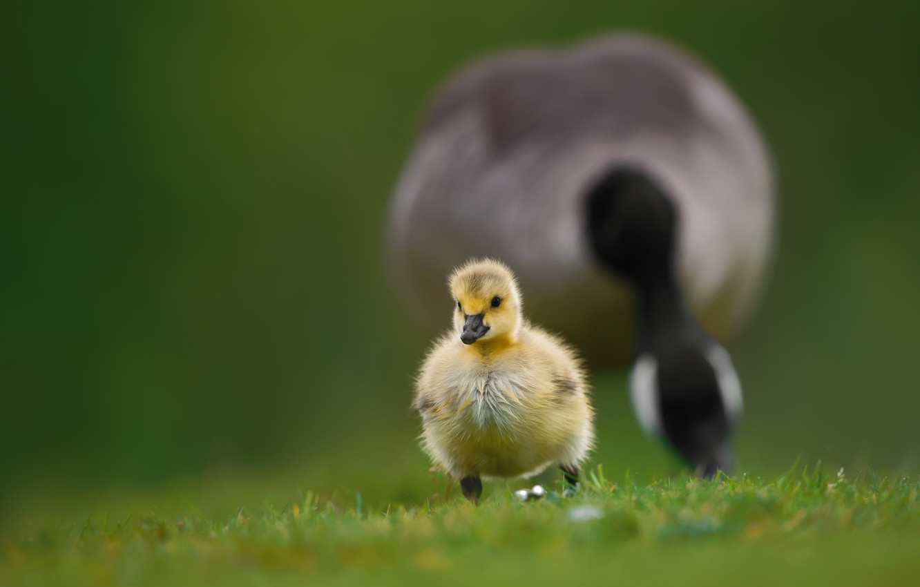 Photo Wallpaper Grass, Bird, Baby, Walk, Chick, Goose