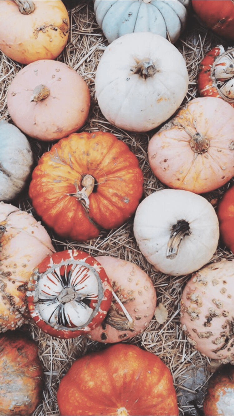 Fall Pumpkin Wallpaper