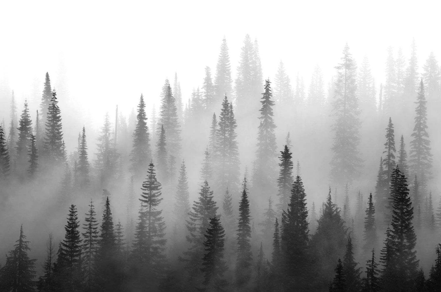 Black and White Forest Wallpaper Free Black and White Forest Background