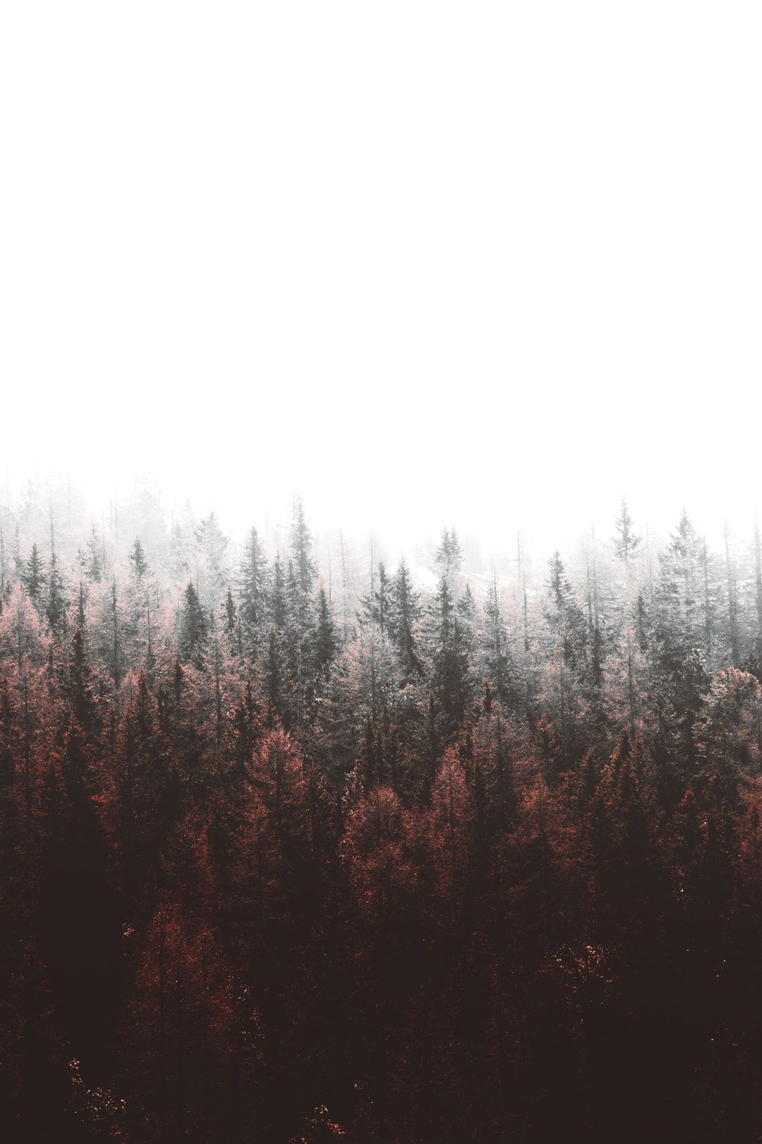 Forest, tree, pine and white HD photo by Joshua Fuller. Forest wallpaper, Preppy wallpaper, Nature wallpaper