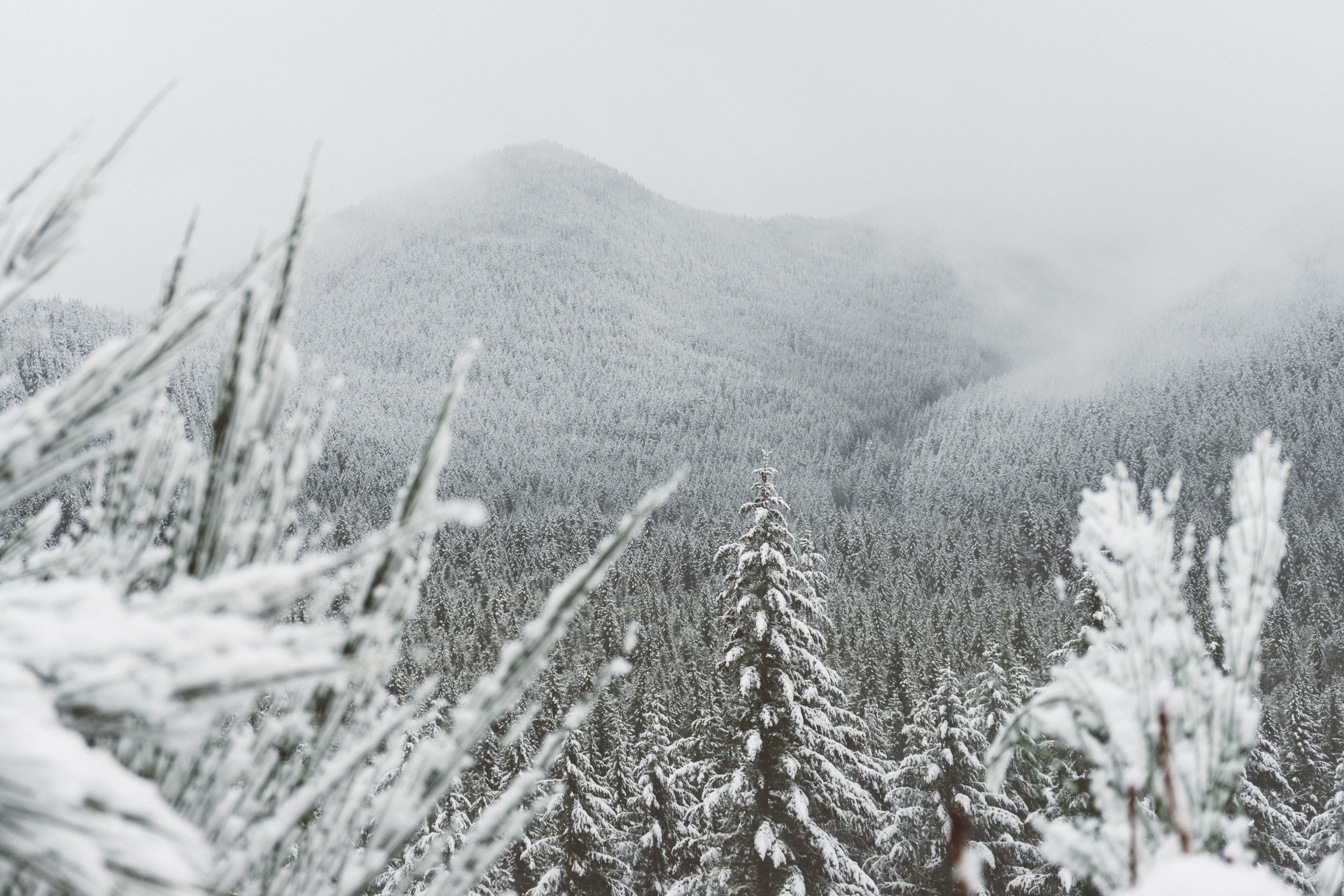 6000x4000 #valley, #weather, #fog, #wallpaper, #snow, #ice, #wood, #winter, #forest, #christmas wallpaper, #mountain, #evergreen, #white, #pine, #slope, #Free , #fir, #cloud, #tree, #christmas background, #cold Gallery HD