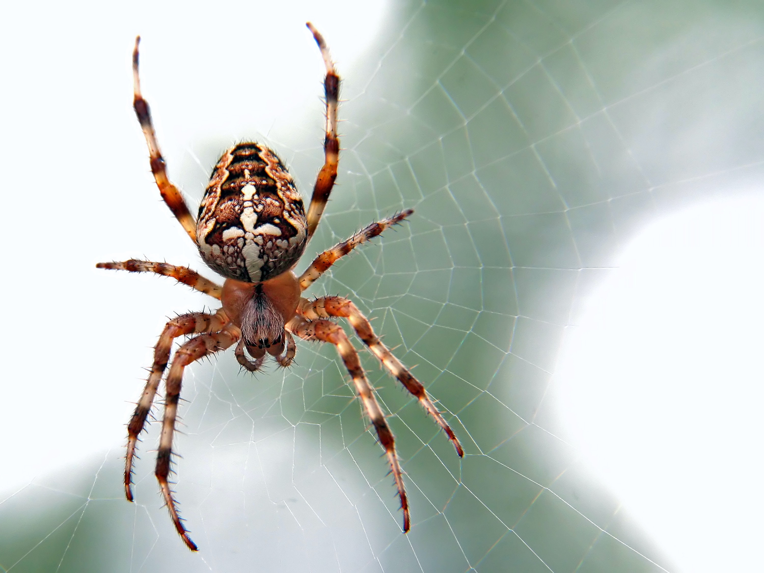 Spider Insect HD Wallpaper