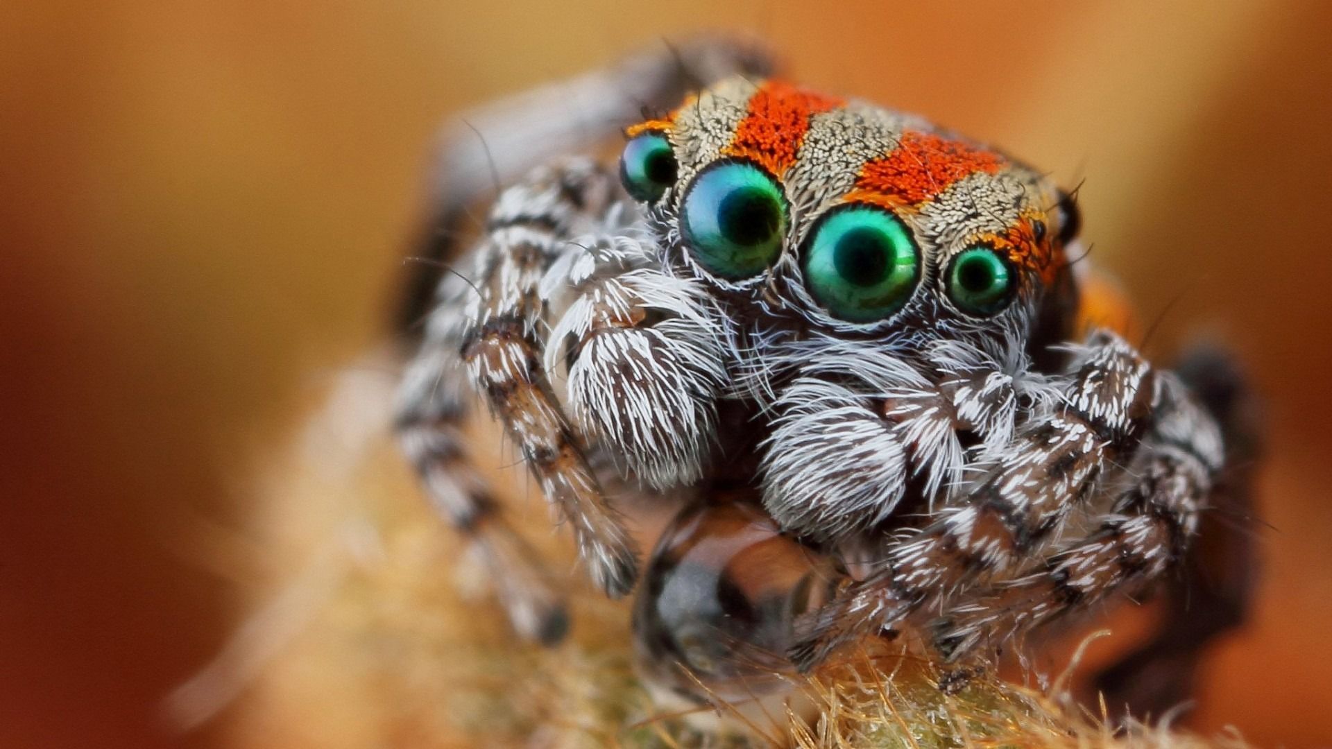 Image for Macro Photography Eye Wallpaper HD Desktop. Jumping spider, Insects, Arachnids spiders