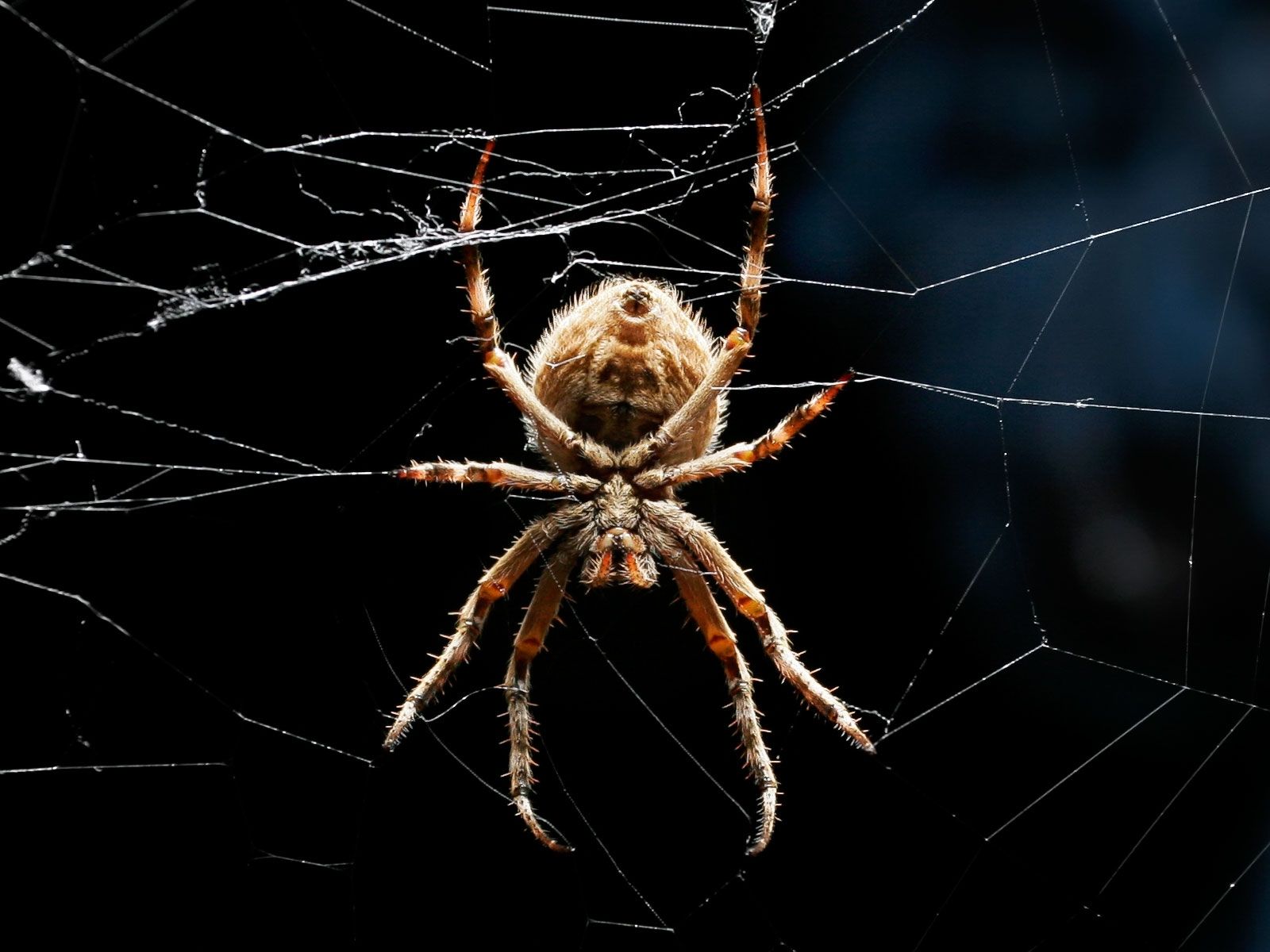 Spider Computer Wallpaper, Desktop Backgroundx1200. Celtic myth, Spider, Insects