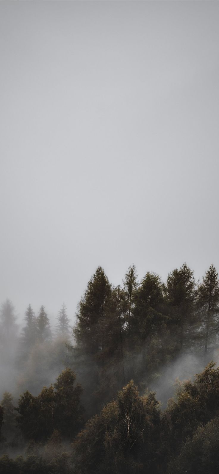 fogs and pine trees. Tree iphone, Ocean wallpaper, Wallpaper