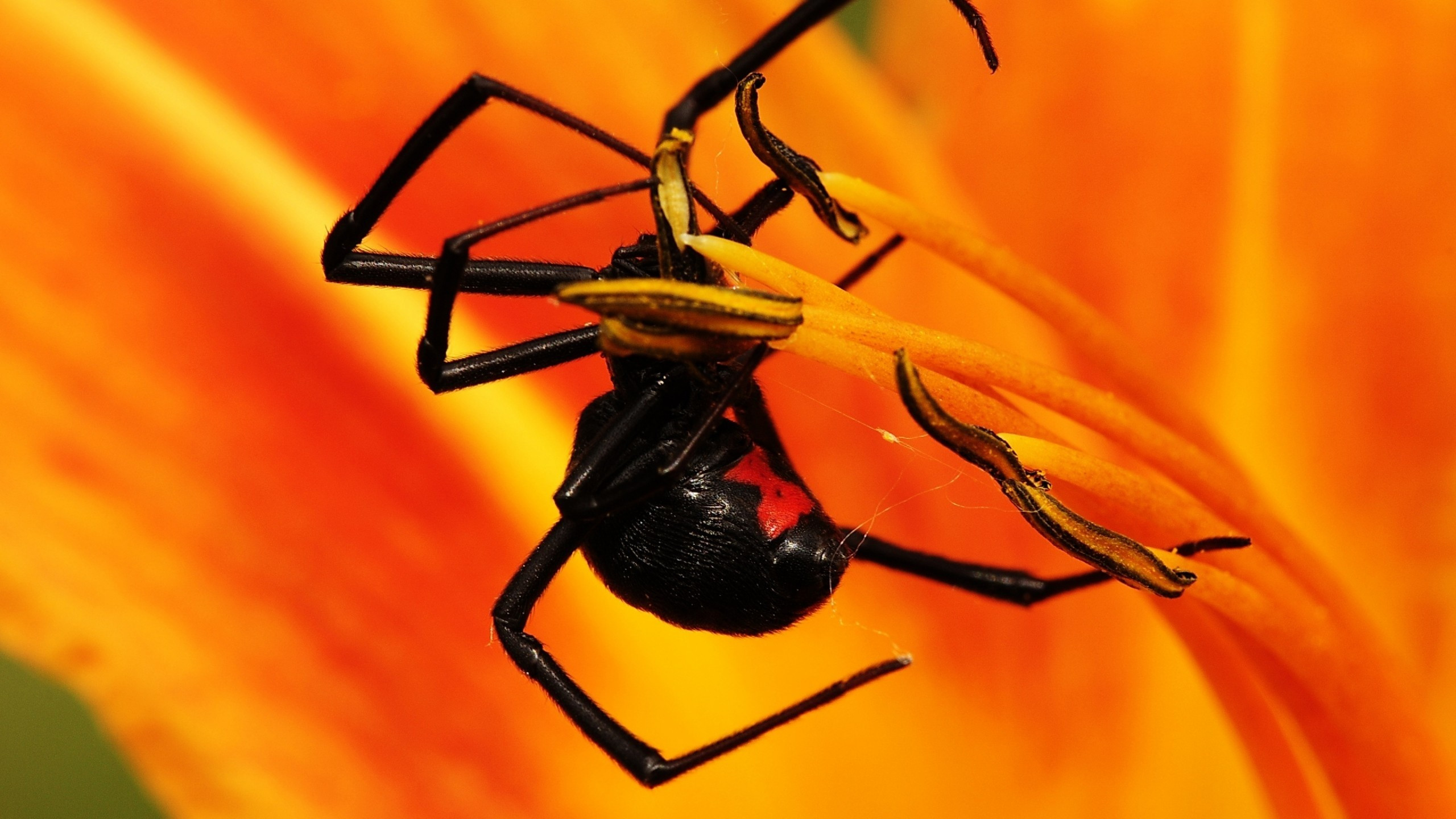 Download 2560x1440 Spider, Insects, Leaves Wallpaper for iMac 27 inch