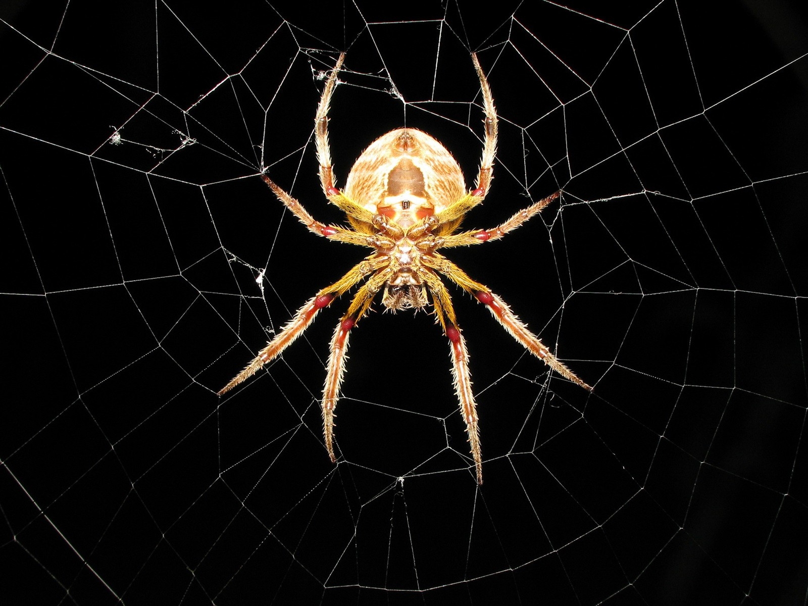 spiders spider webs arachnids 1600x1200 wallpaper High Quality Wallpaper, High Definition Wallpaper