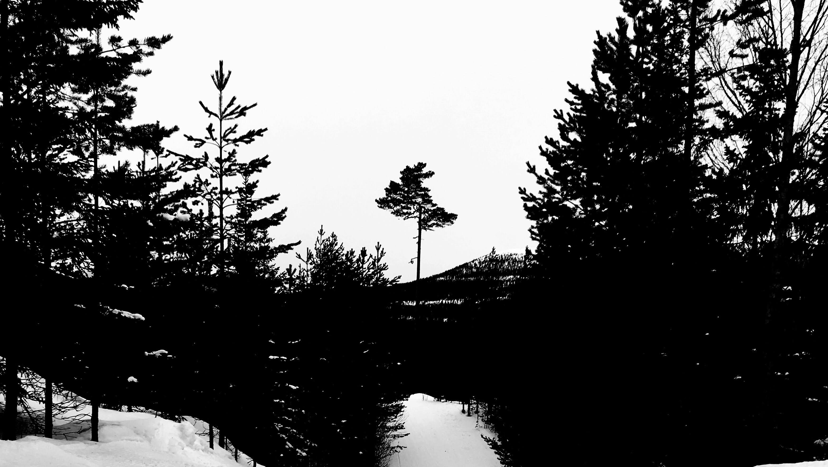 Wallpaper, mountains, nature, snow, winter, silhouette, branch, loneliness, pine trees, tree, weather, season, darkness, black and white, monochrome photography, woody plant 3135x1768