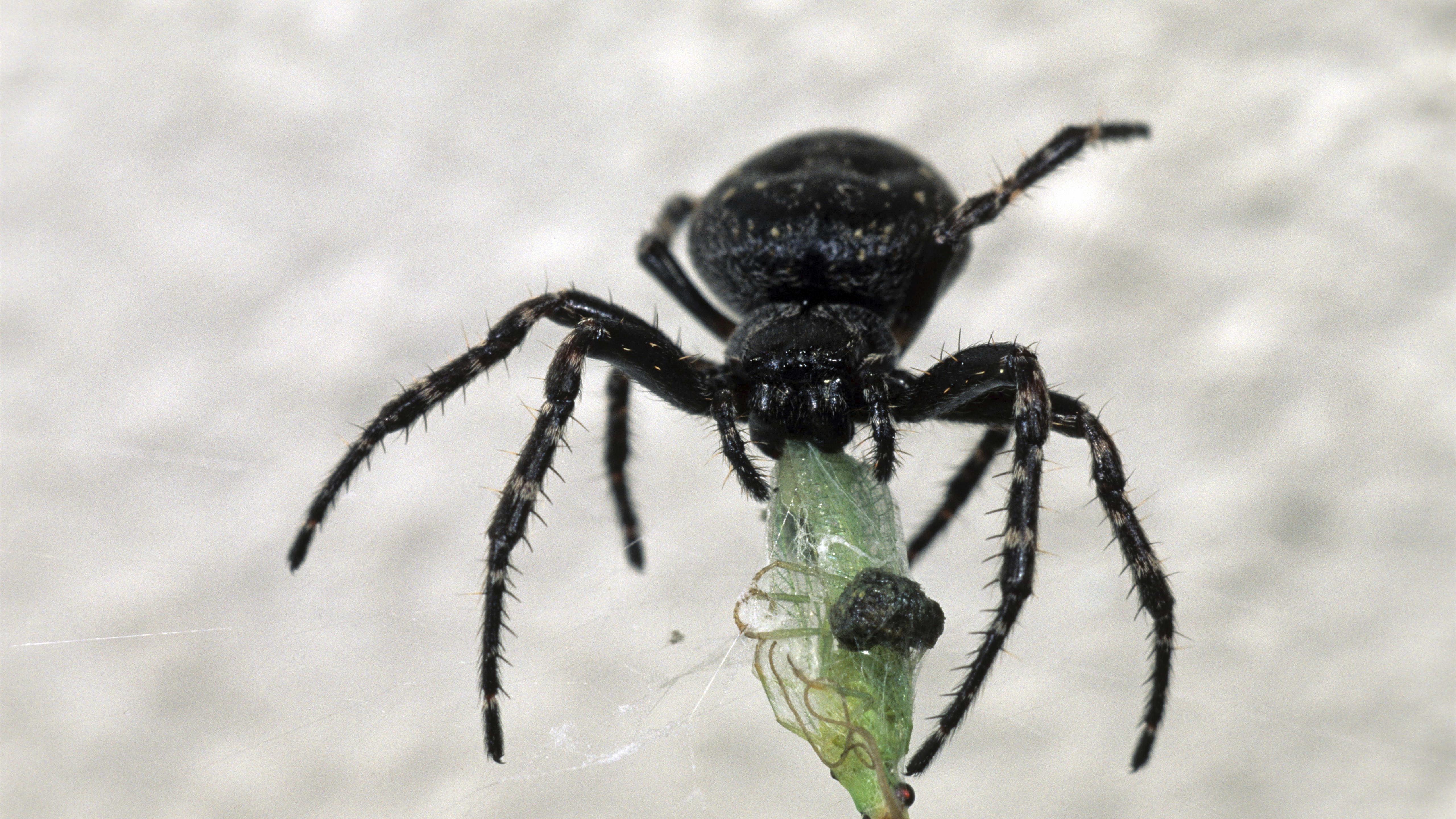 Wallpaper Black spider, insect 5120x2880 UHD 5K Picture, Image