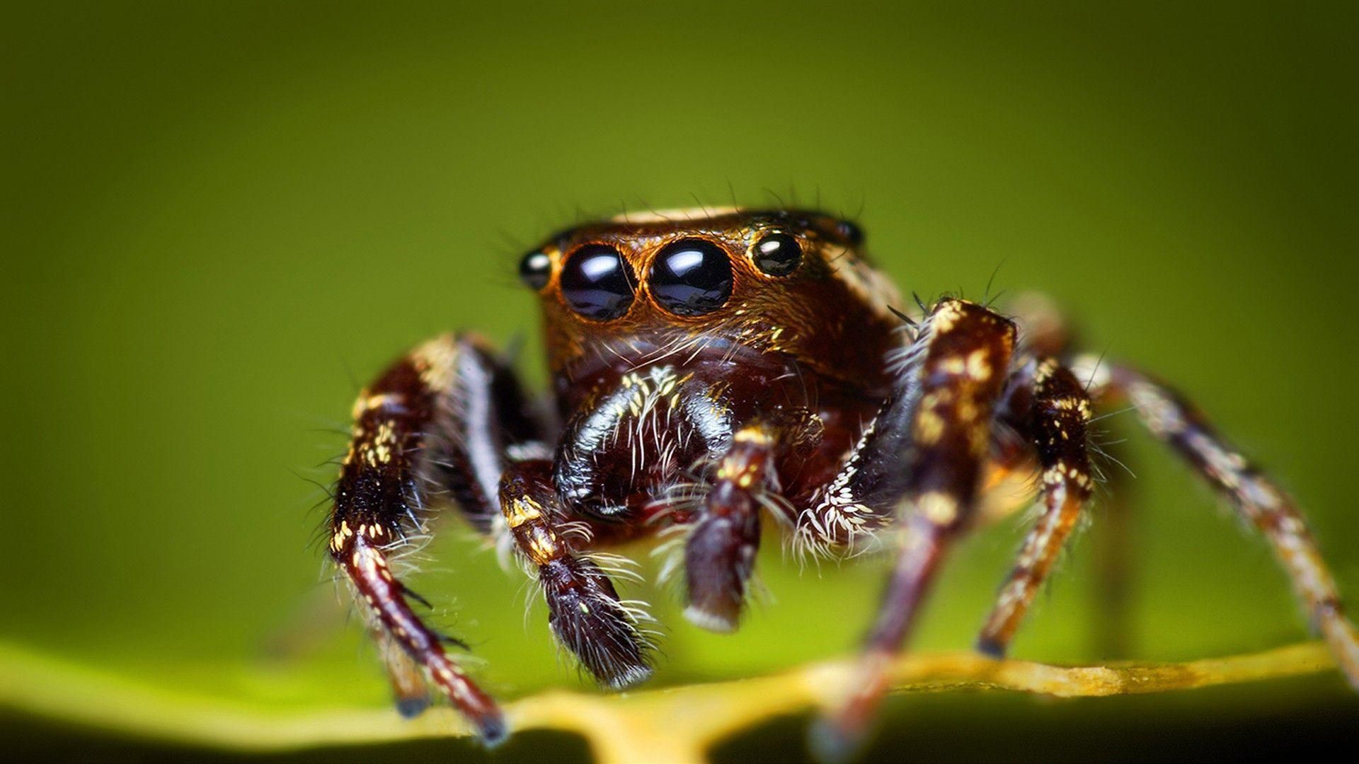 Spider Wallpaper. Best Wallpaper. Jumping spider, Insects, Spider