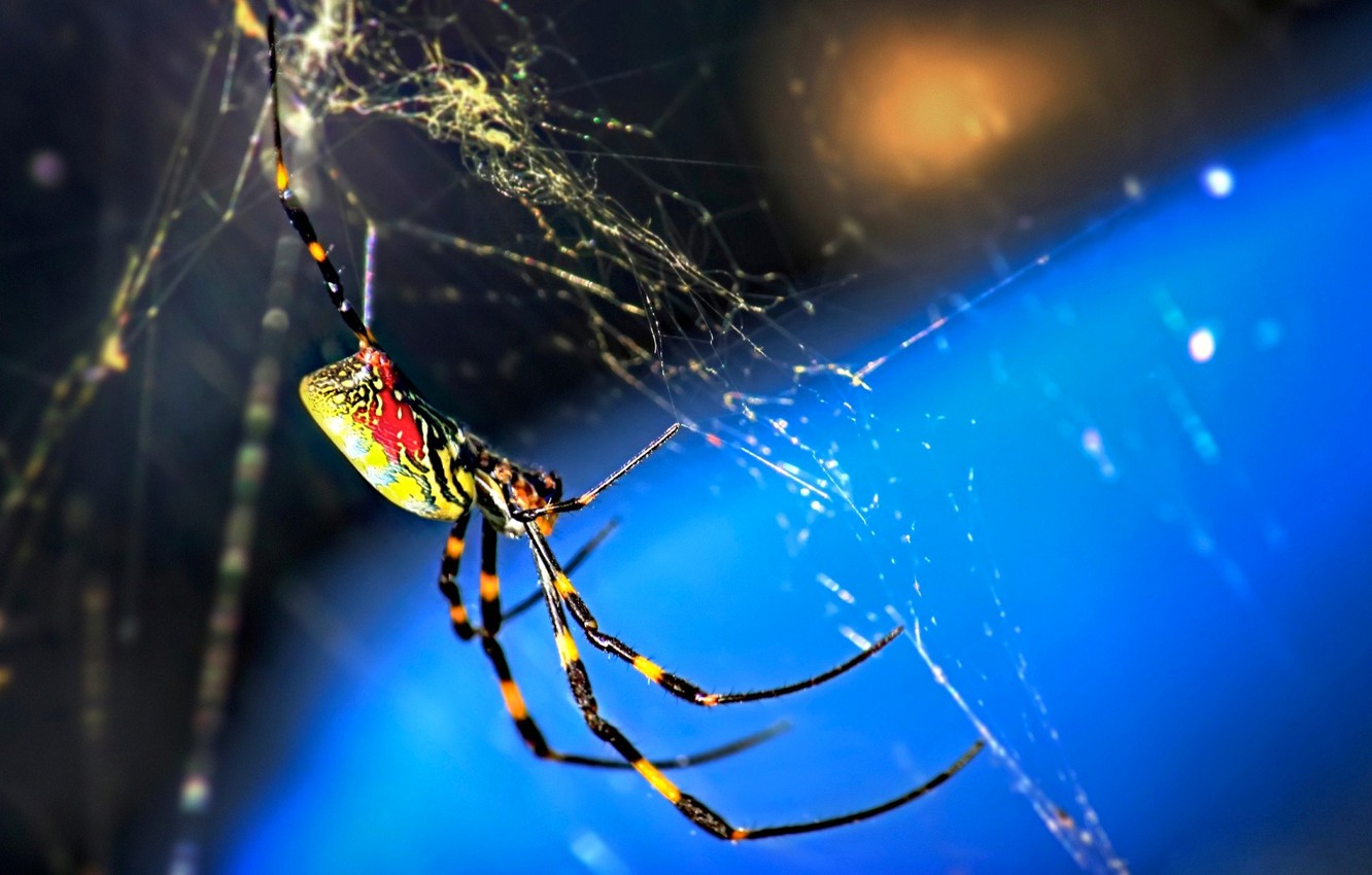 Wallpaper macro, nature, web, spider, insect image for desktop, section животные