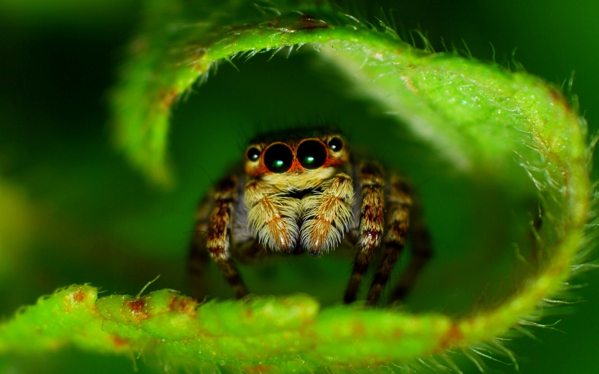 nature insects macro spiders High Quality Wallpaper, High Definition Wallpaper